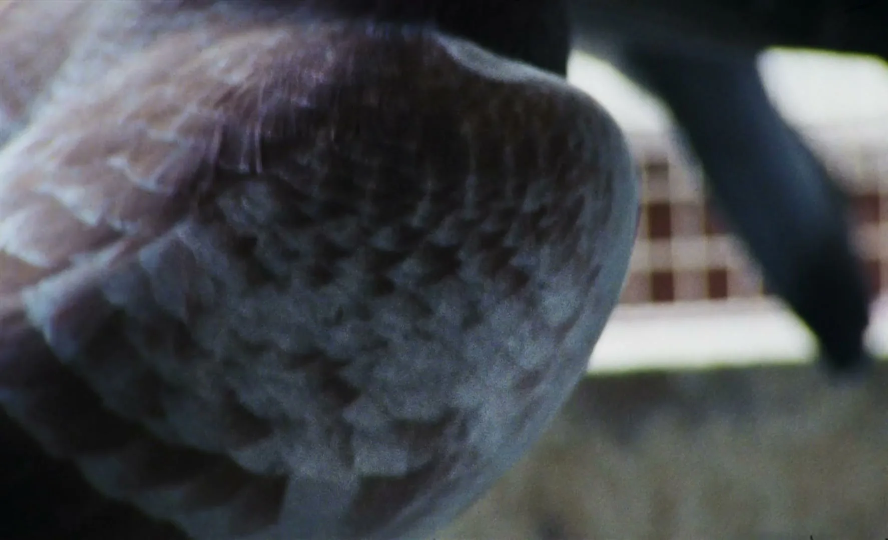 Prison Radio Association “Connection” (2026), frame 4