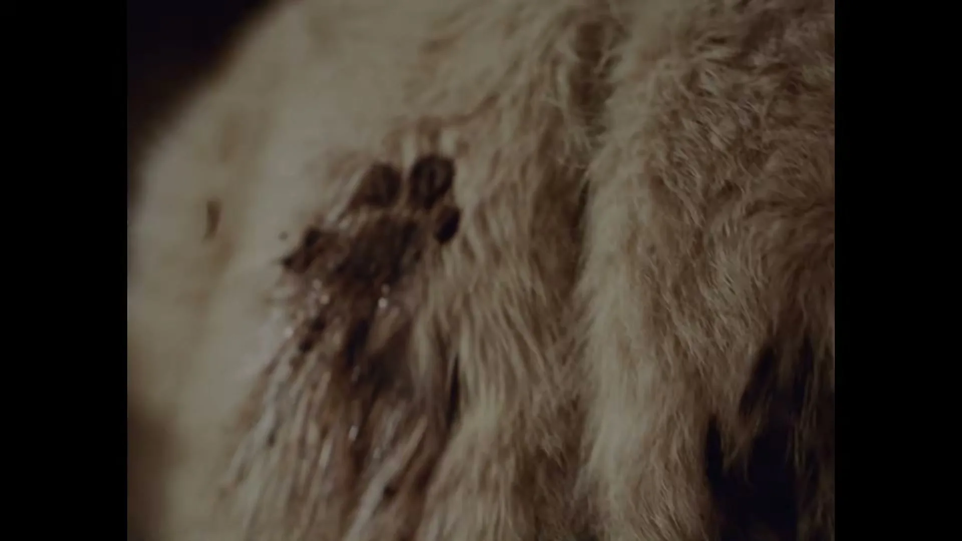 A close-up shot shows a hand petting a dog's fur, revealing a muddy paw print on its light-colored coat.