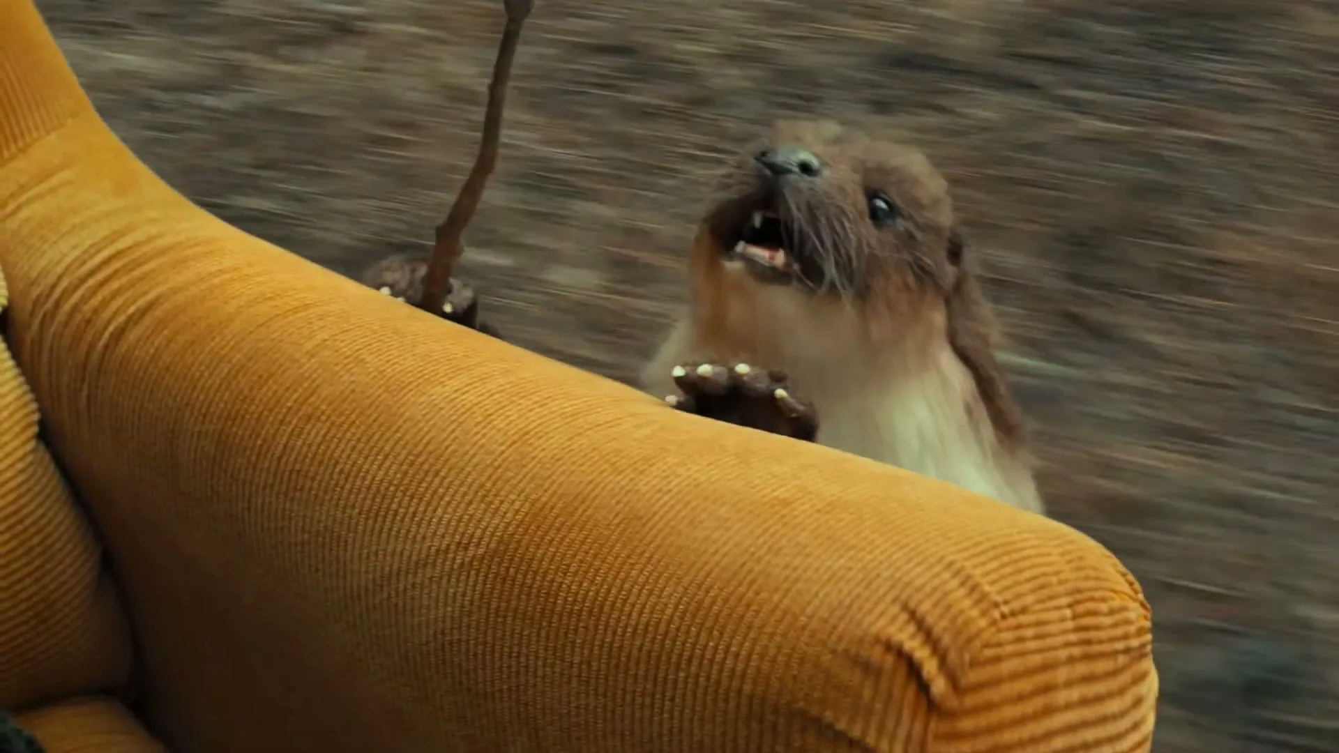A cute, brown and white otter with a stick in its paw, peeks over a yellow corduroy couch, then disappears, in a forest.