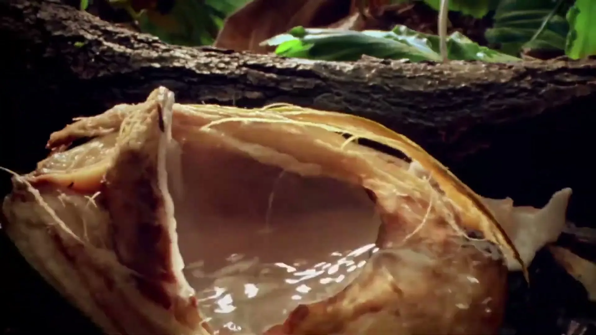 A close-up shot shows a cracked cocoa pod with liquid inside, resting on the ground amidst leaves and tree bark in a natural setting.