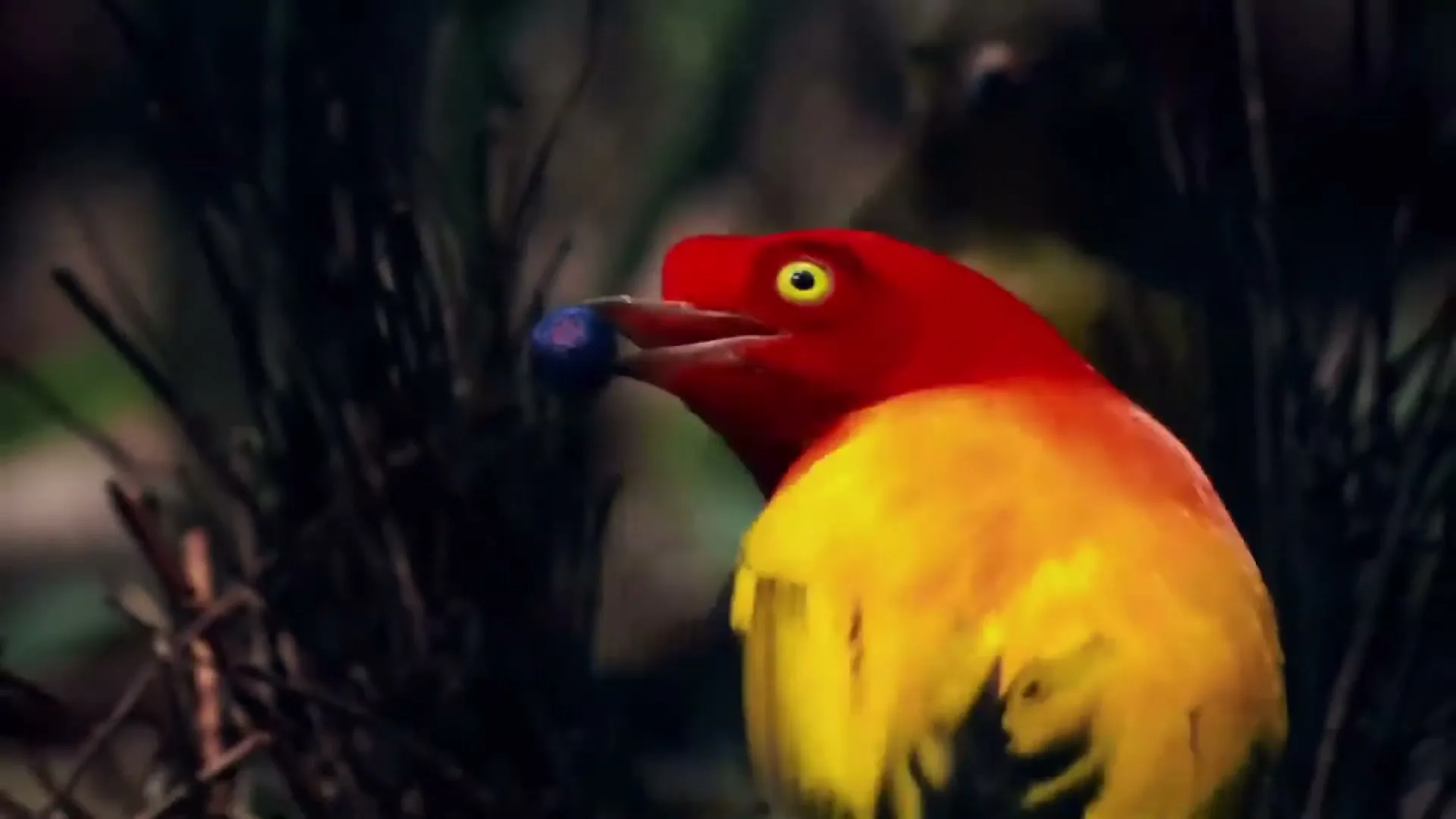 A vibrant red and yellow bird with a blue berry in its beak is perched among dark branches in a forest.