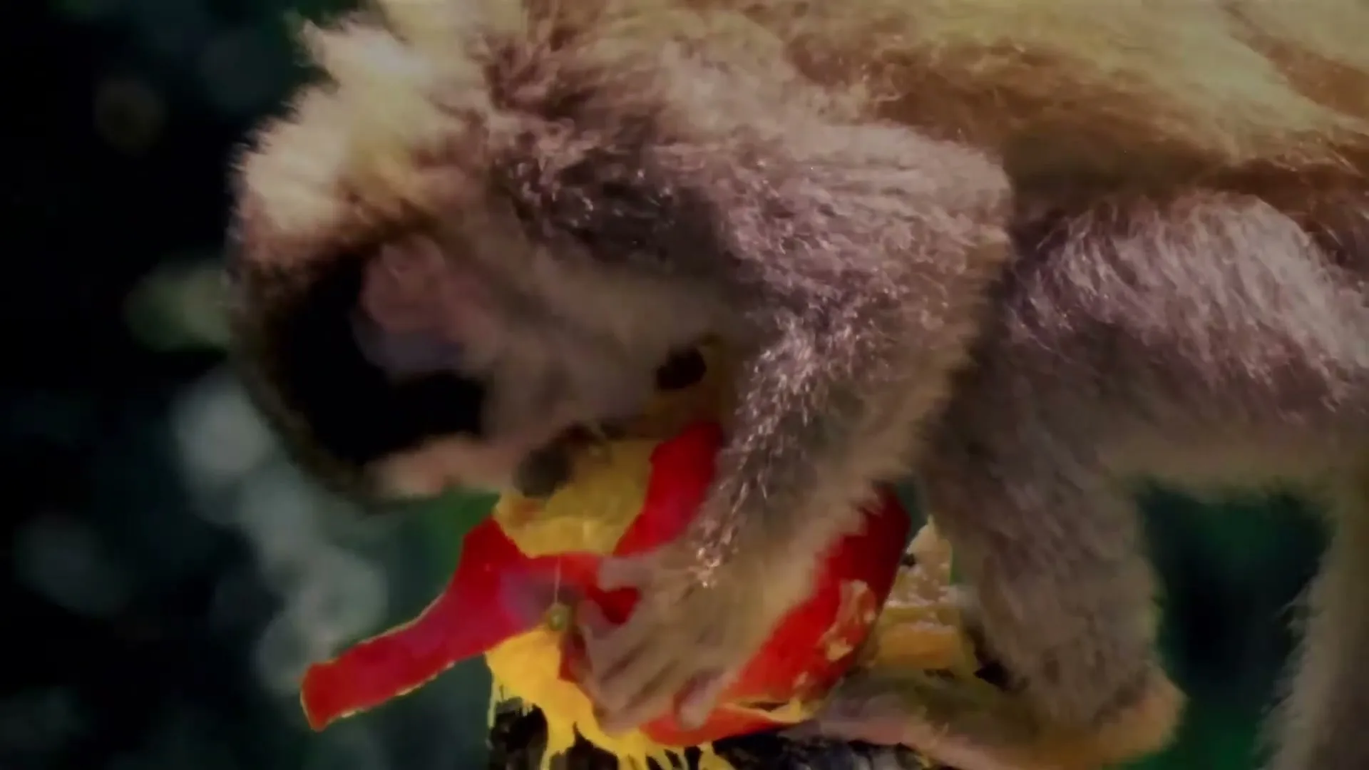A small, furry monkey with a black face and light brown fur eats a vibrant red and yellow fruit on a tree stump in a jungle.