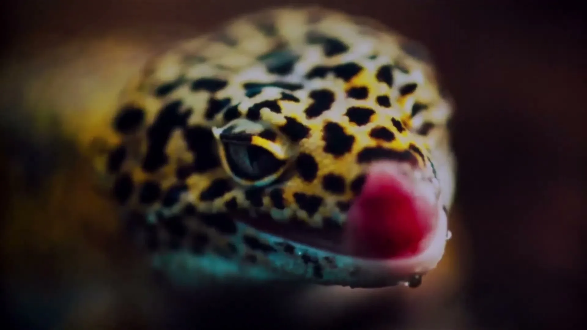 A leopard gecko with yellow and black spots licks its mouth with a pink tongue, in a close-up shot.