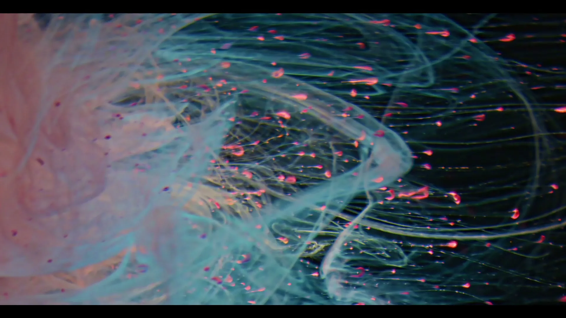 Pink and blue liquid swirls and small droplets move and mix in a dark liquid, creating an abstract, organic visual.