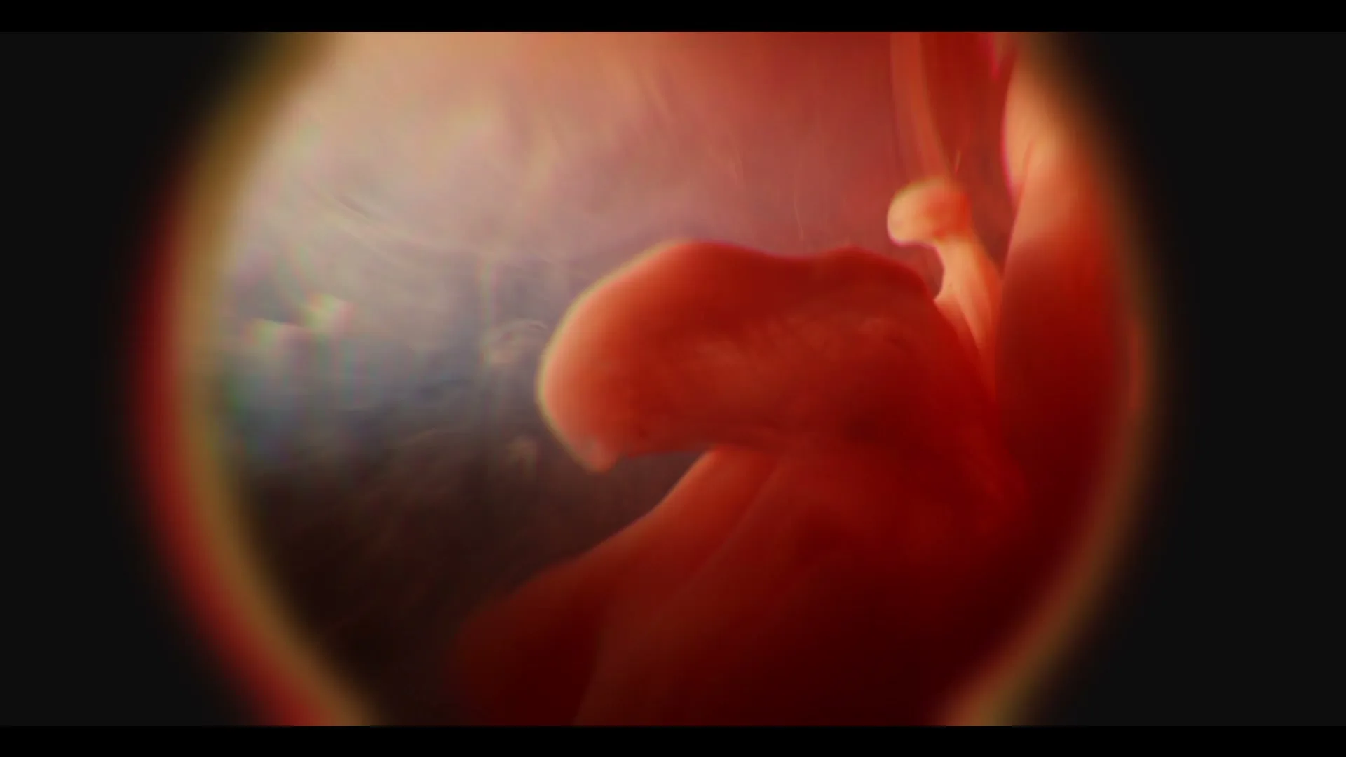 A fetus is seen in an extreme closeup, with a soft, natural light illuminating its developing form within the womb.