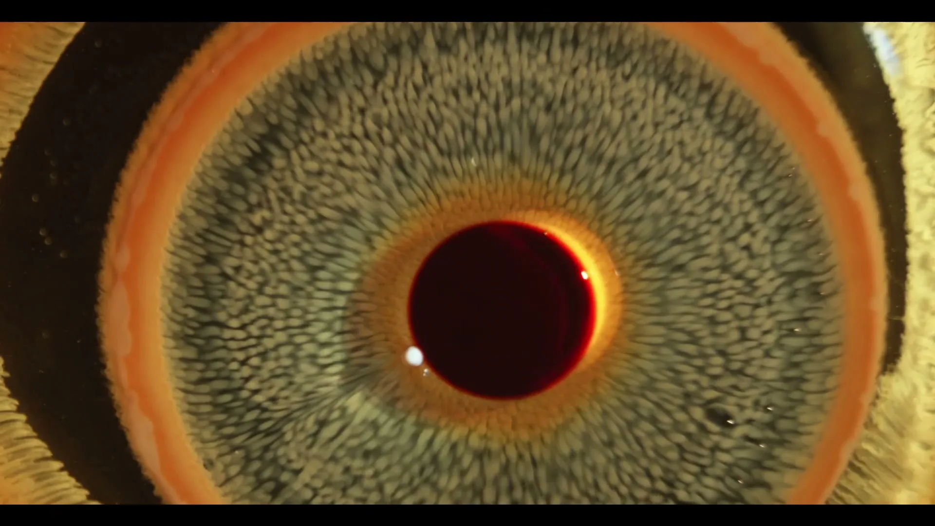 A macro shot of an eye shows the iris and pupil, with the iris texture changing and moving, representing scientific exploration.