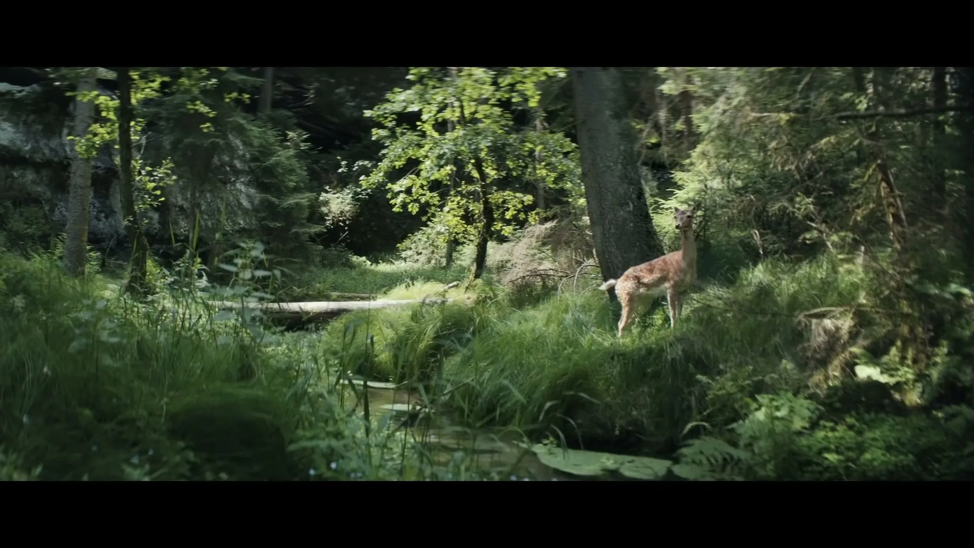 A young deer stands alert in a lush green forest next to a small stream, bathed in dappled sunlight.