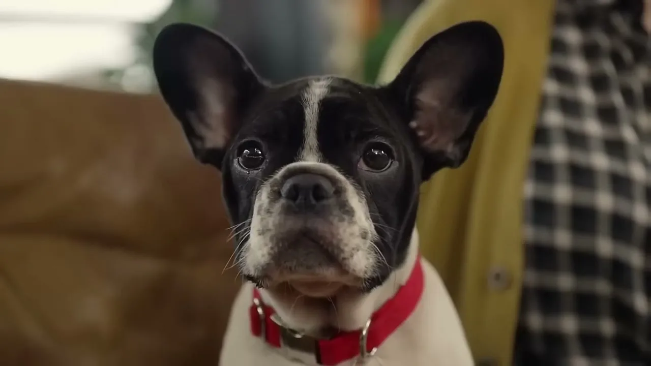 A cute black and white French bulldog with a red collar looks directly at the camera, sitting indoors next to a person.