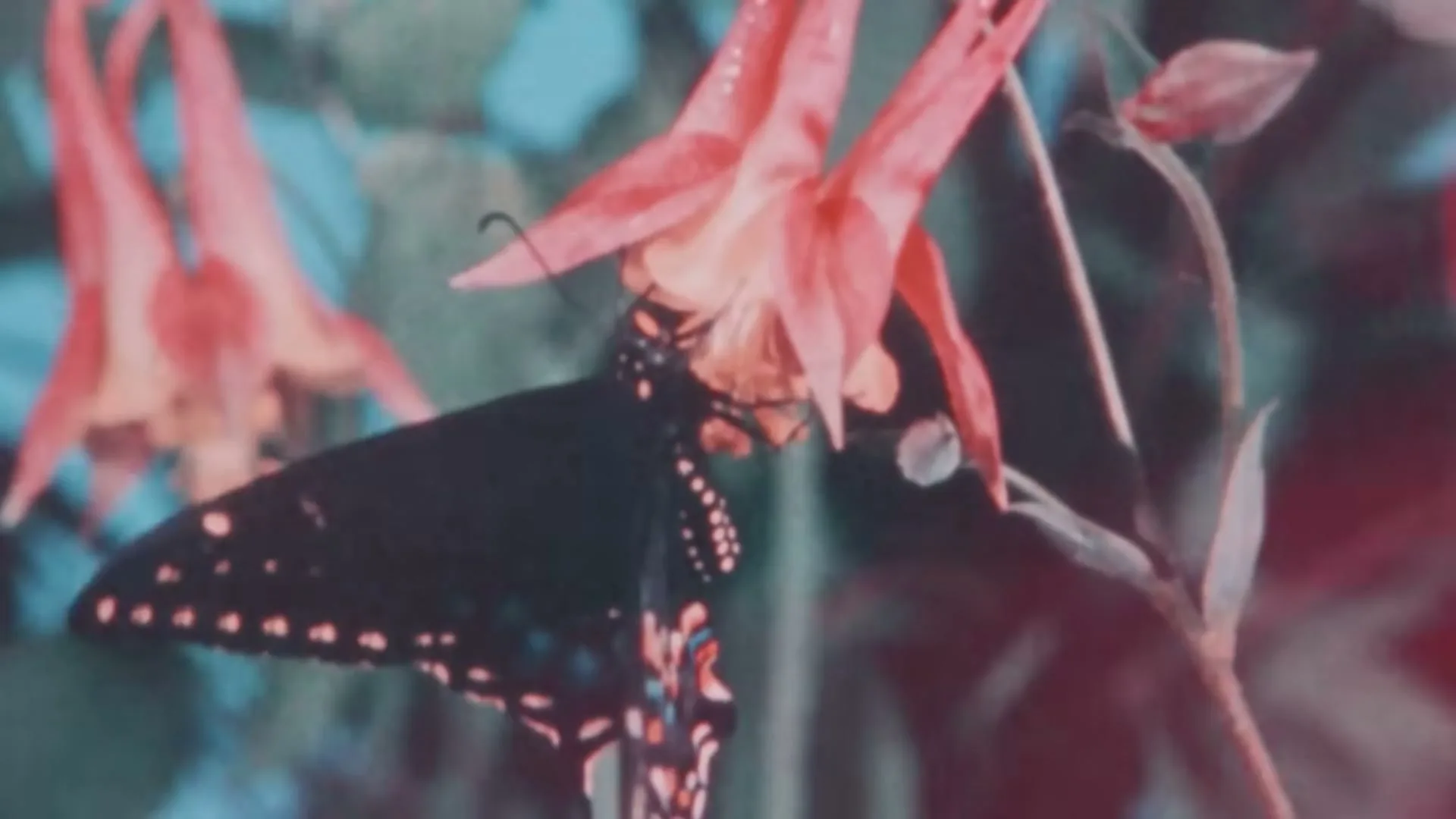 A black butterfly with white and blue spots is seen in a macro shot, perched on a vibrant pink flower in a garden.