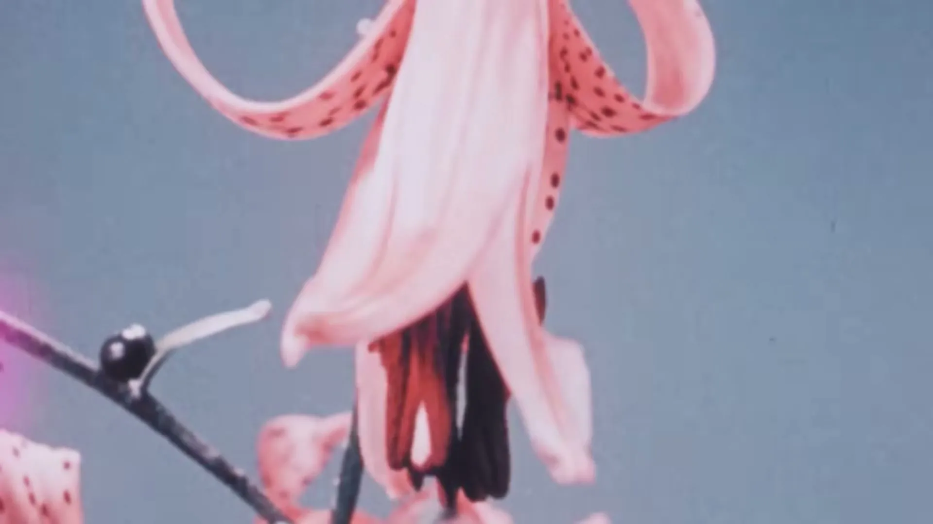 A close-up shot of a pink lily flower with dark spots, its petals unfurling against a changing background from pink to blue.