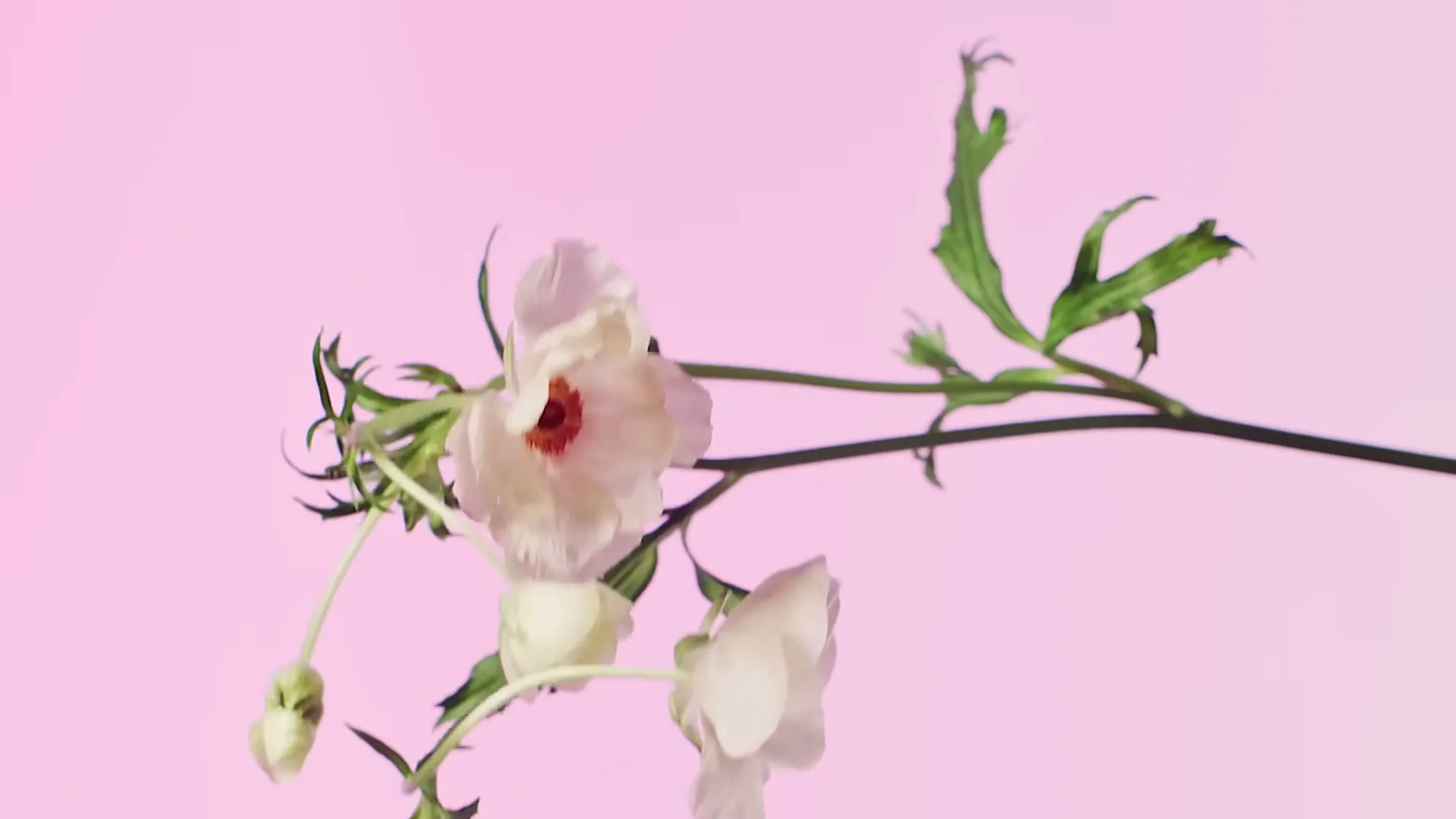 A delicate white flower with a red center and green leaves is shown against a soft pink background, slowly moving.