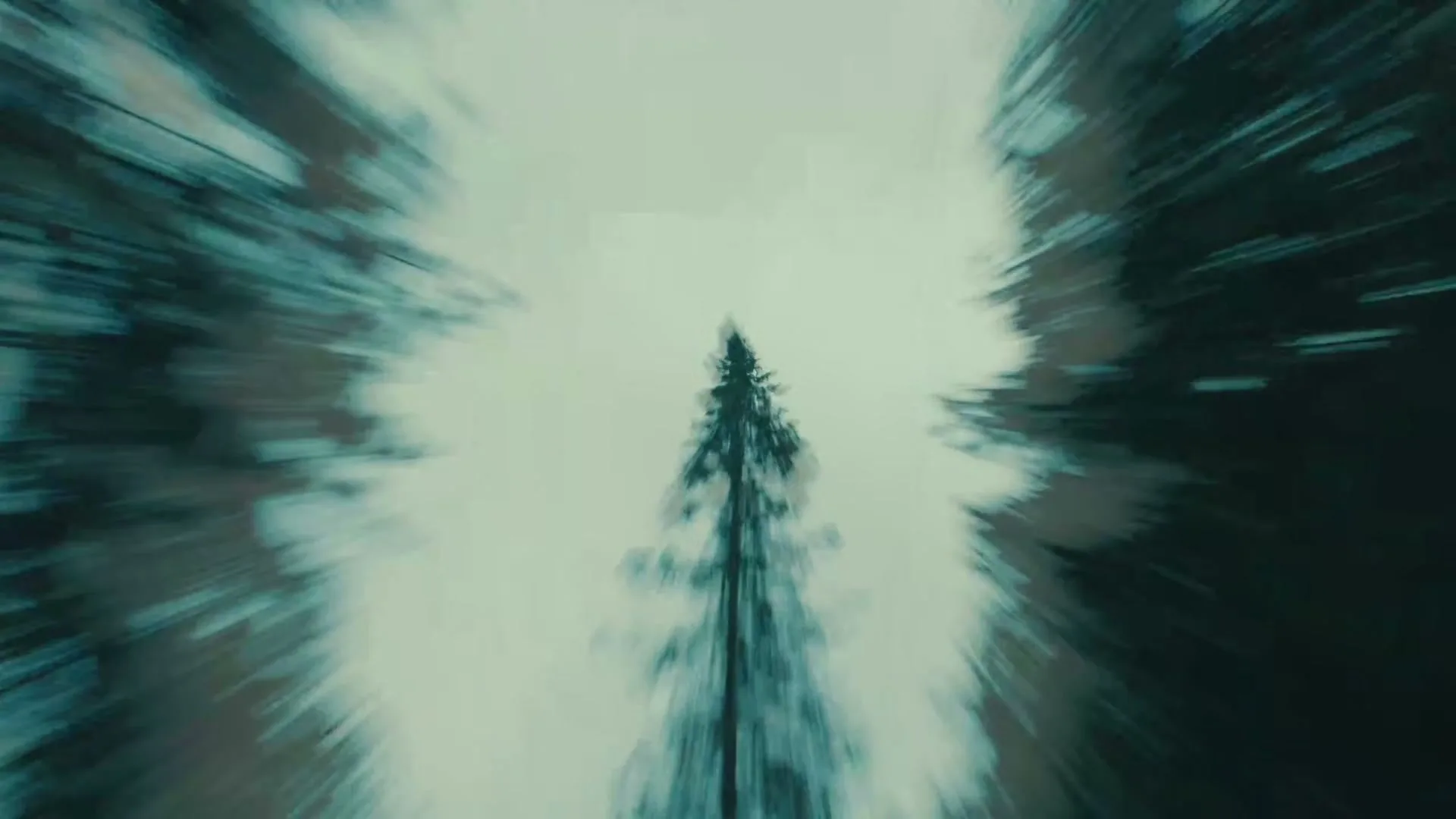 A tall pine tree stands in the center of the frame, surrounded by blurred trees on either side, under a bright sky.