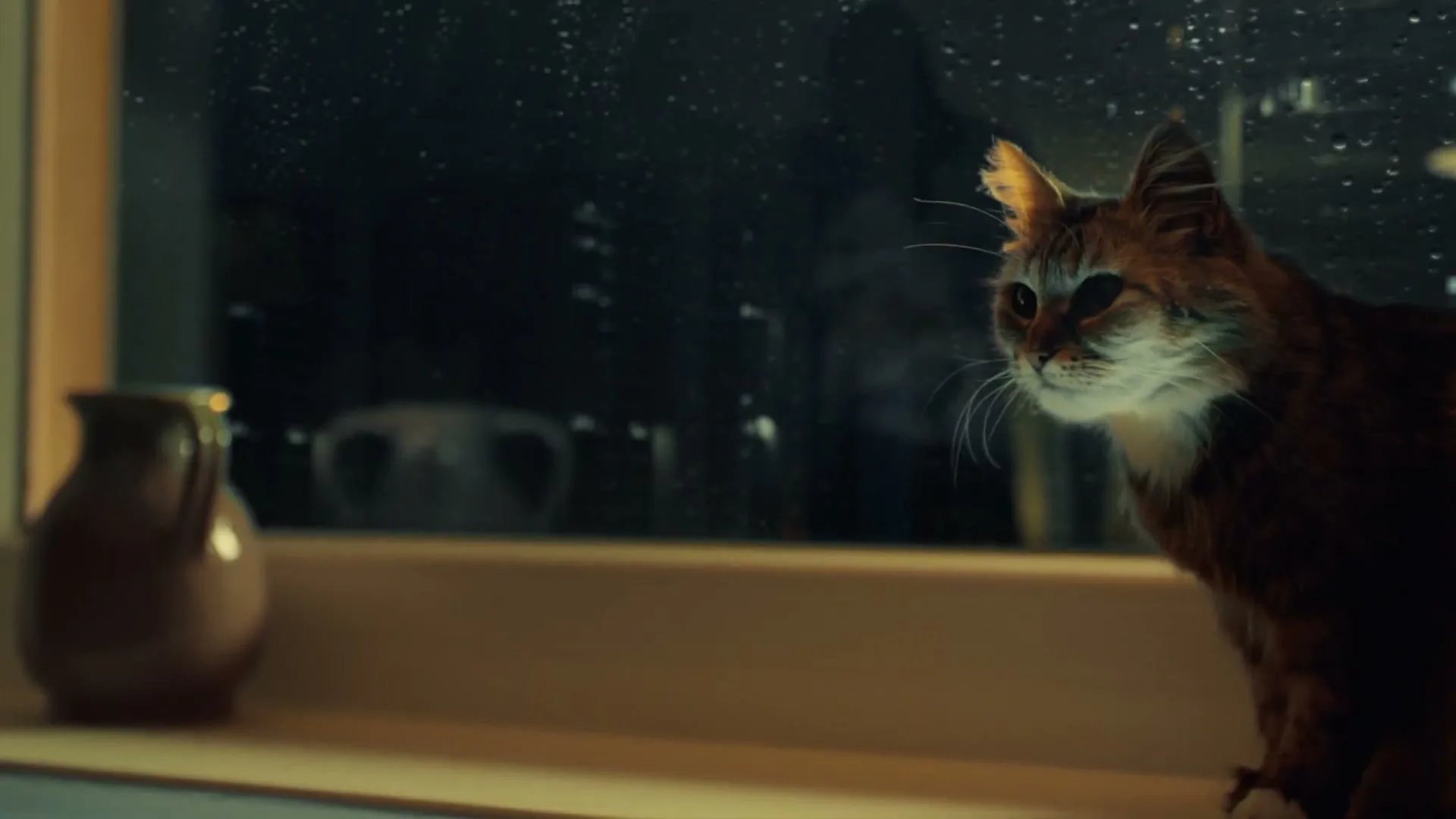 A domestic cat with brown and white fur sits on a window sill, looking out at the rainy night city lights.