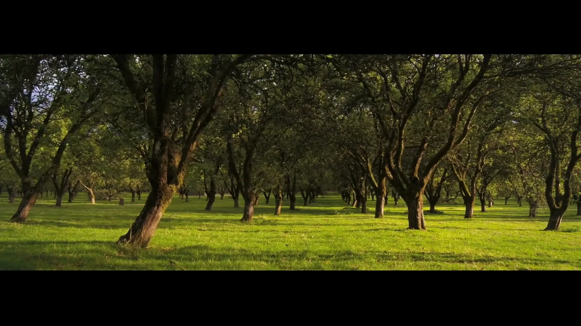 A wide shot of an orchard with many trees and green grass, with sunlight filtering through the leaves, creating a serene atmosphere.