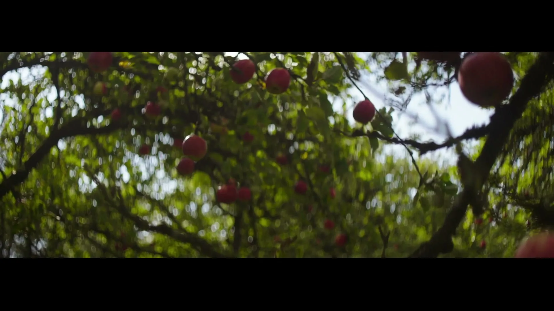 Red apples hang from a tree branch, with sunlight filtering through the leaves in an orchard.