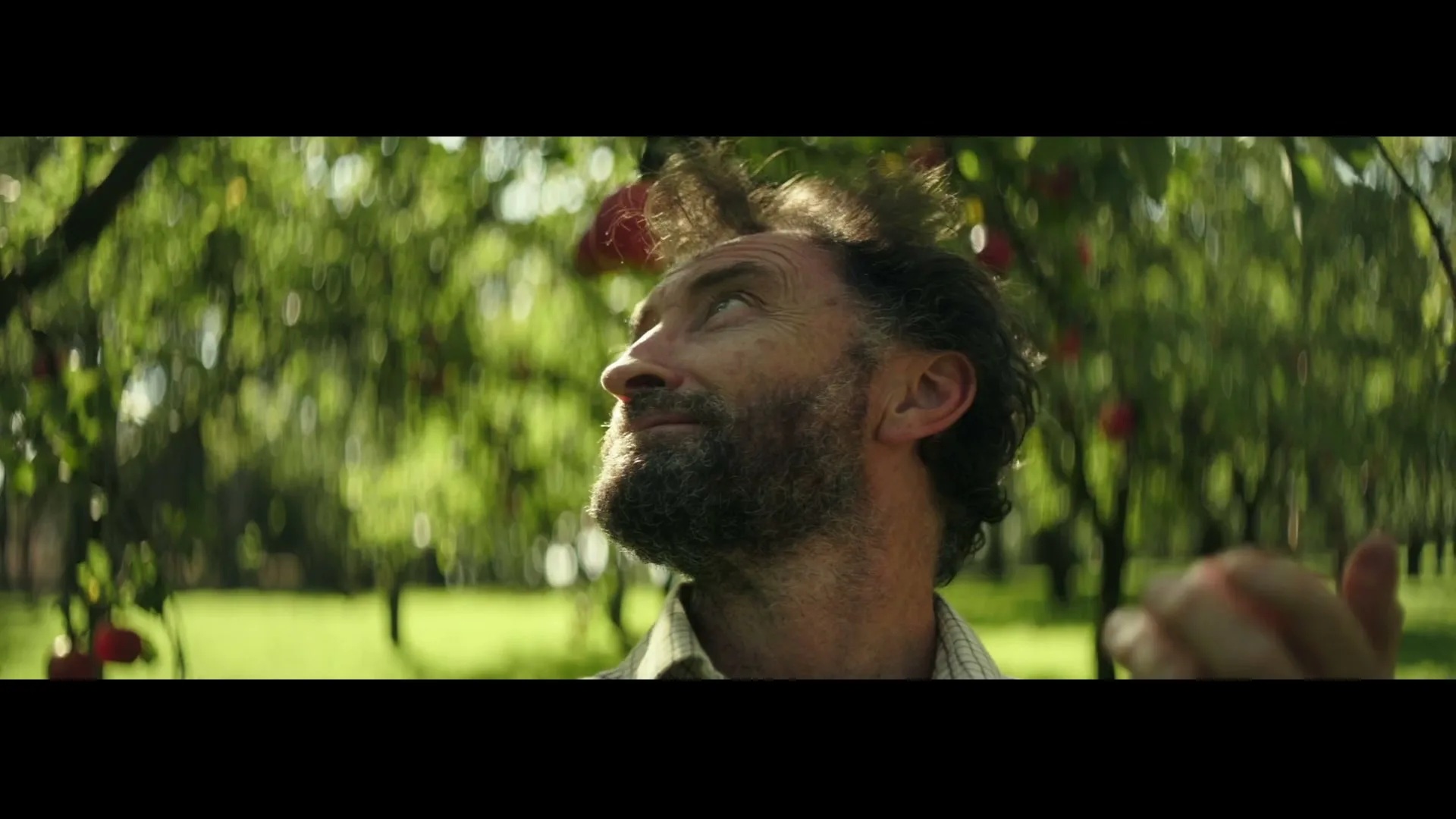 A bearded man in his 40s looks up at an apple tree, holding an apple in his hand, in an orchard on a sunny day.
