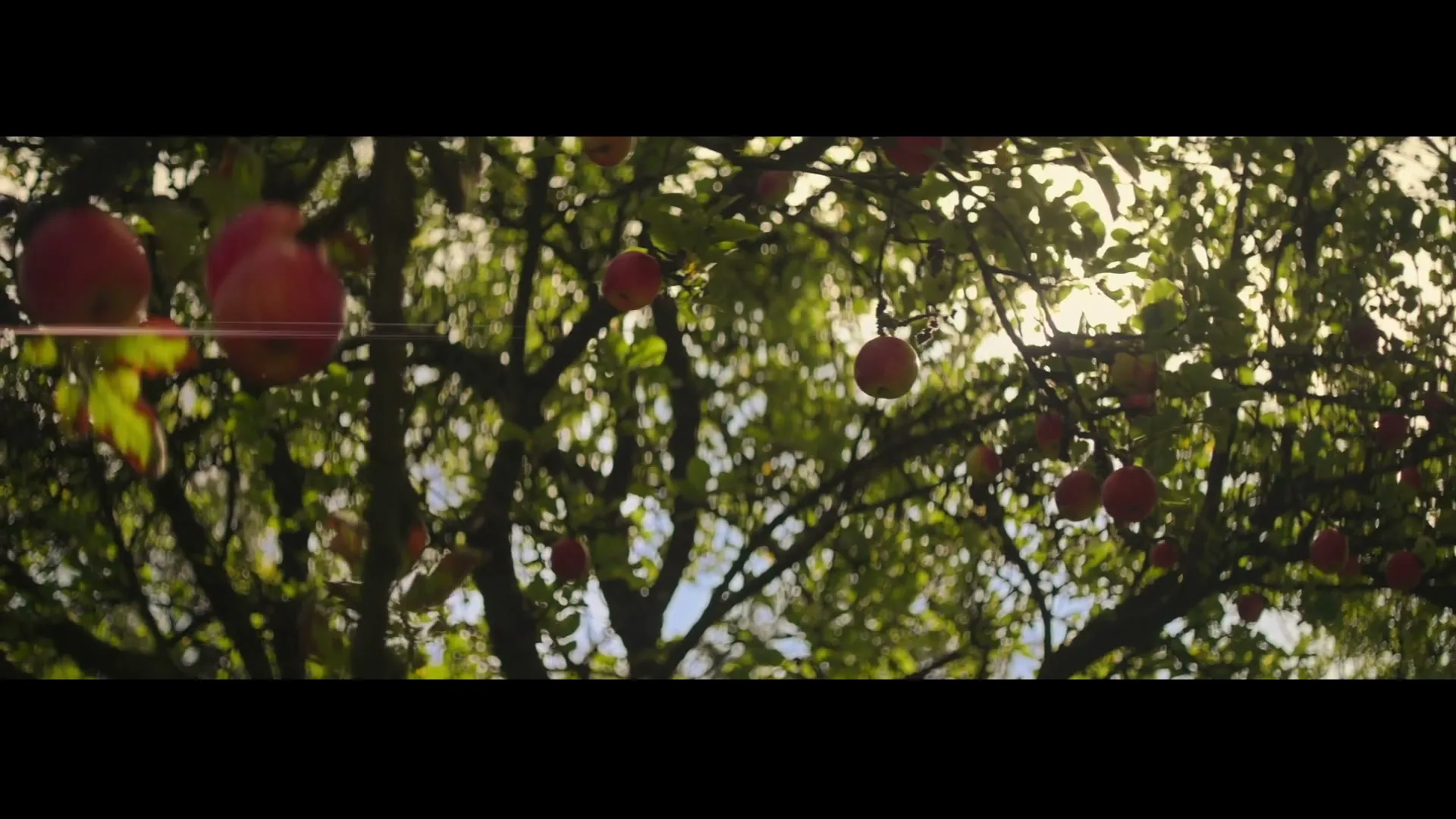 Red apples hang from a tree, with sunlight filtering through the leaves in an orchard.
