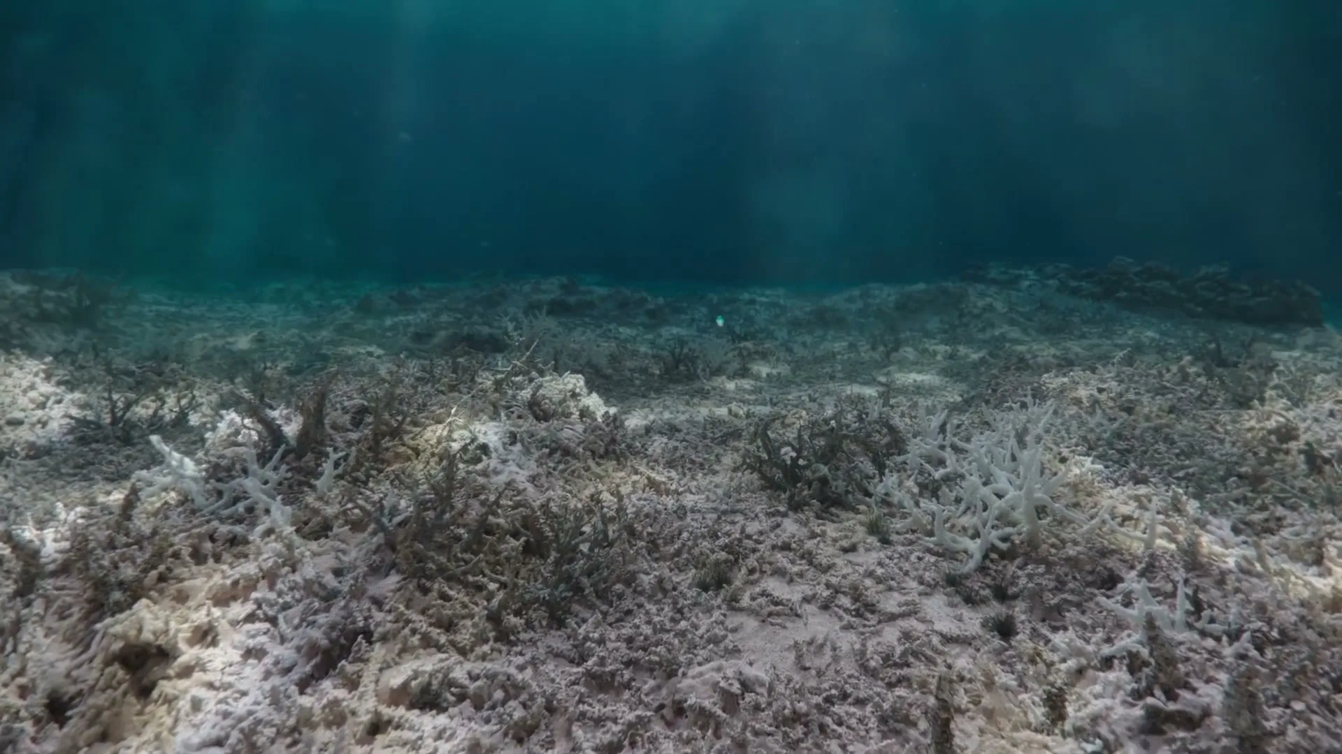 An underwater shot shows a desolate coral reef with bleached coral and sparse marine life, as sunlight filters through the deep blue water.