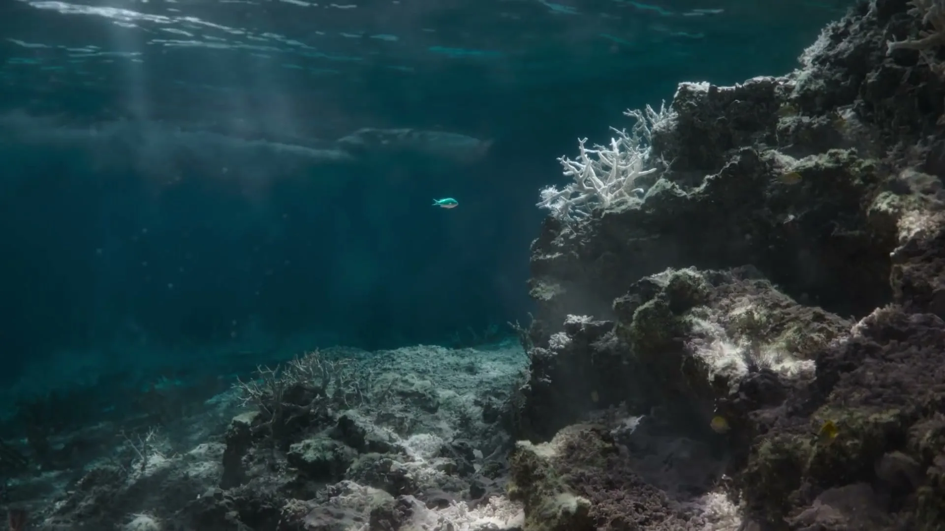 An underwater shot shows a small, vibrant blue fish swimming near a coral reef, with sunlight filtering through the water's surface.