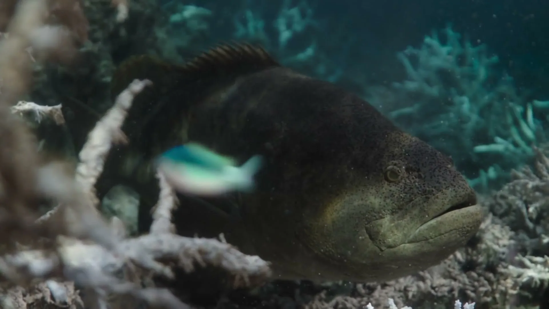 A small, iridescent blue fish swims past a large, dark-colored grouper among coral reefs underwater.