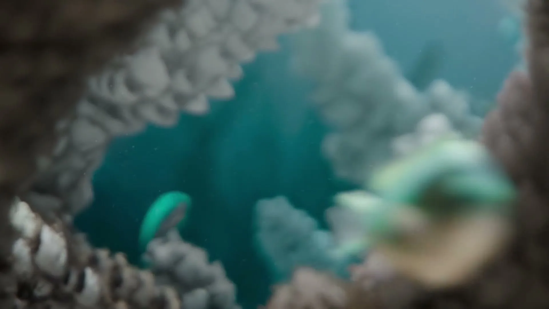 Two small, colorful fish swim through a vibrant coral reef, showcasing the beauty of underwater life.