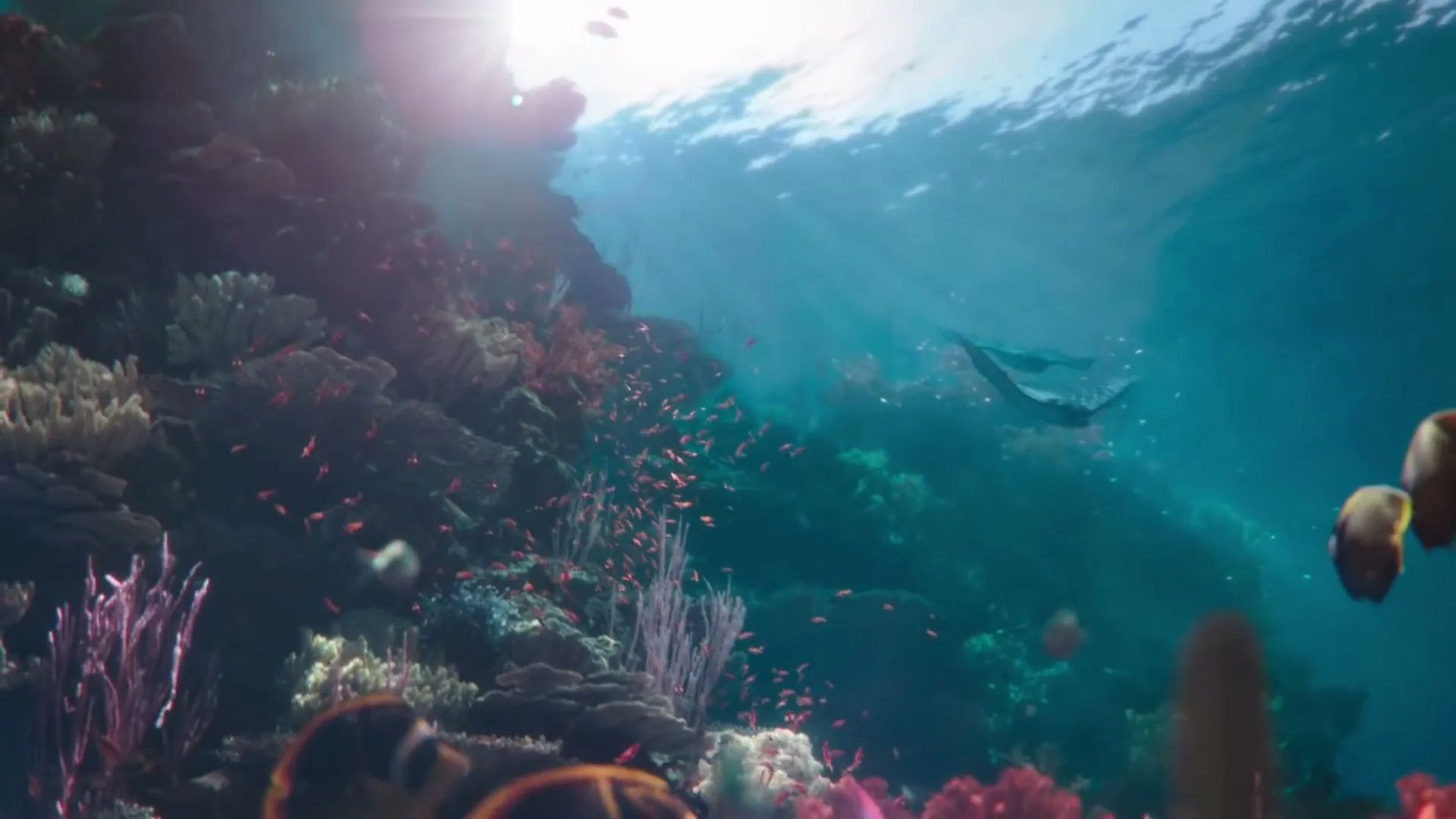 An underwater shot shows a vibrant coral reef teeming with colorful fish, as a manta ray gracefully swims in the background, with sunlight filtering through the water's surface.