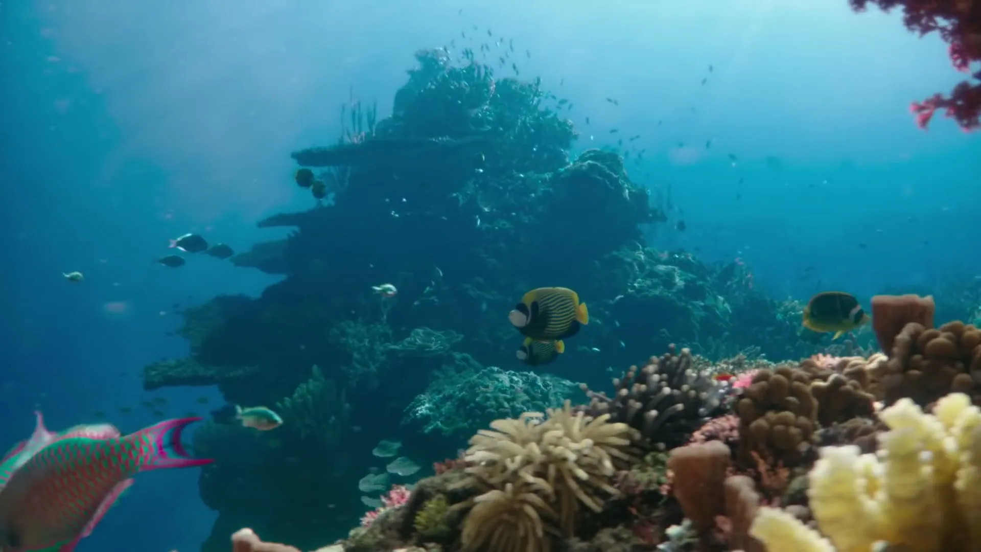 A vibrant underwater scene shows a variety of colorful fish swimming around a large, healthy coral reef, with sunlight filtering through the clear blue water.