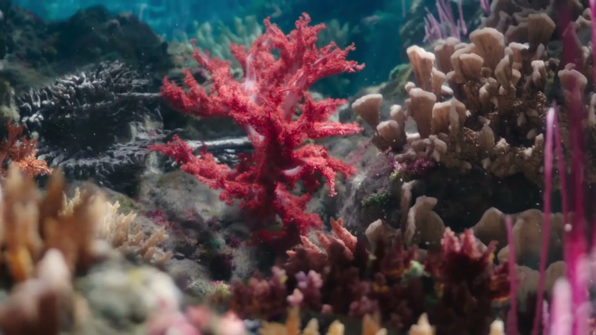 A vibrant red coral stands out among other colorful corals and marine life on the ocean floor, with clear blue water above.