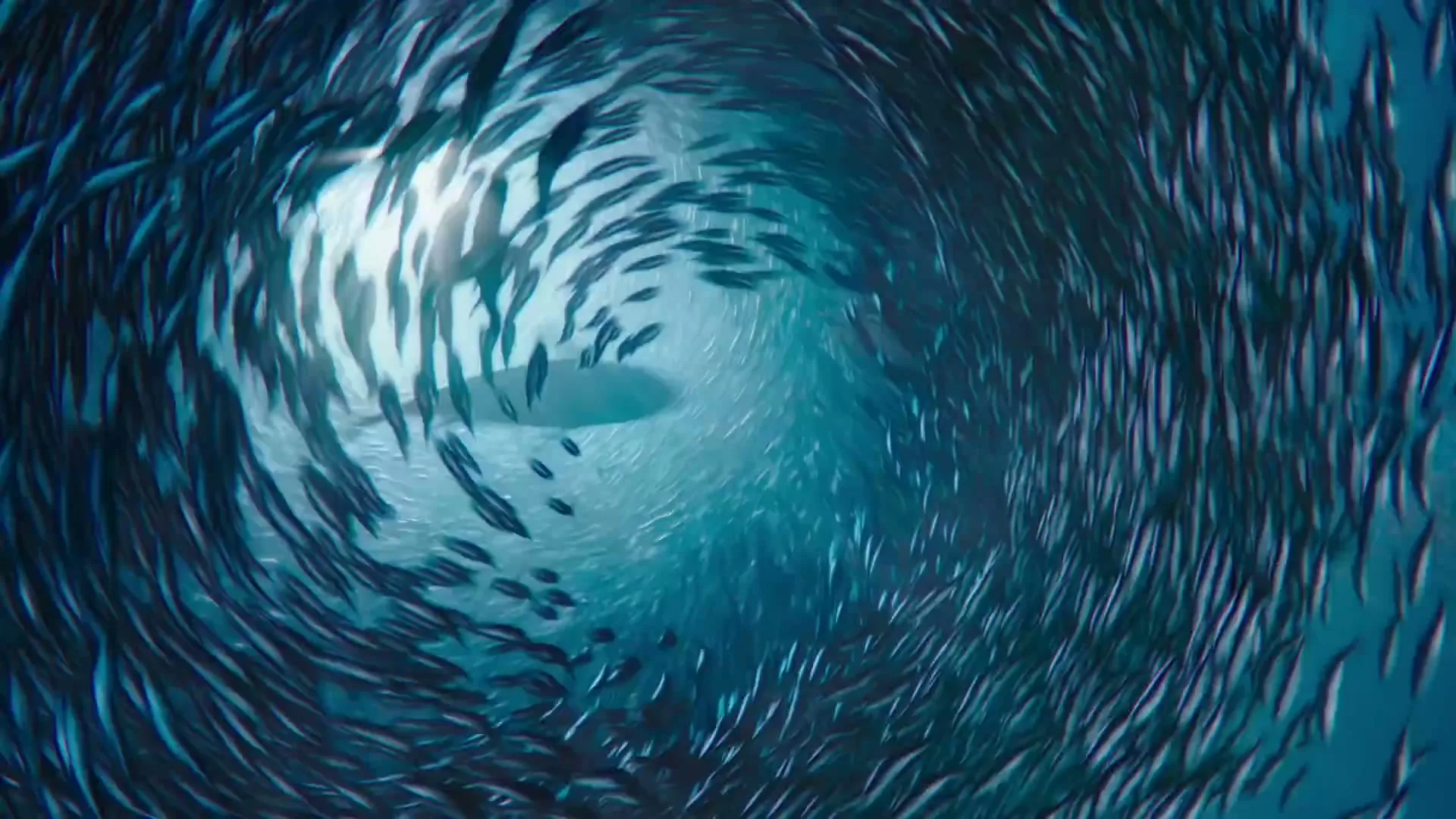 A large school of small fish swims in a swirling, circular formation, creating a tunnel-like shape underwater with light at the end.