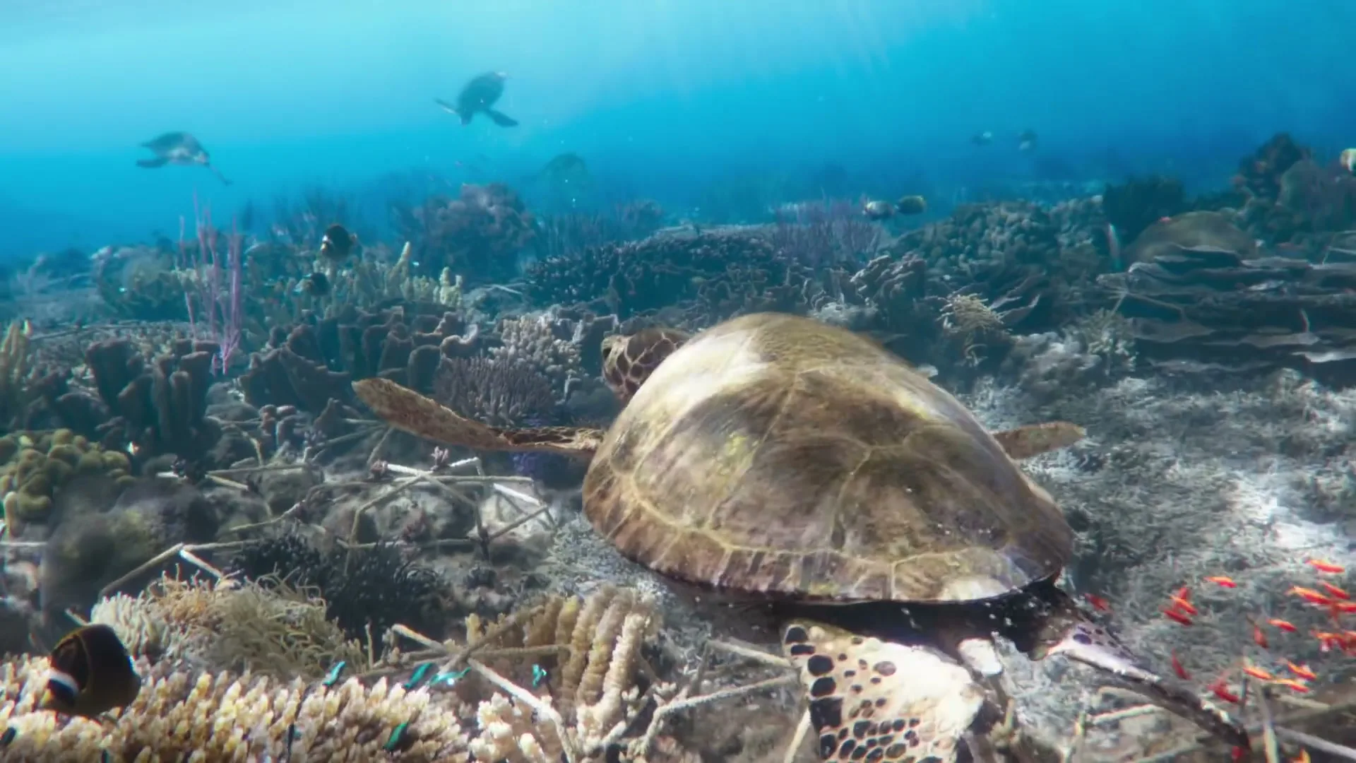 A large sea turtle with a brown shell swims over a vibrant coral reef, surrounded by smaller fish and other marine life in clear blue water.