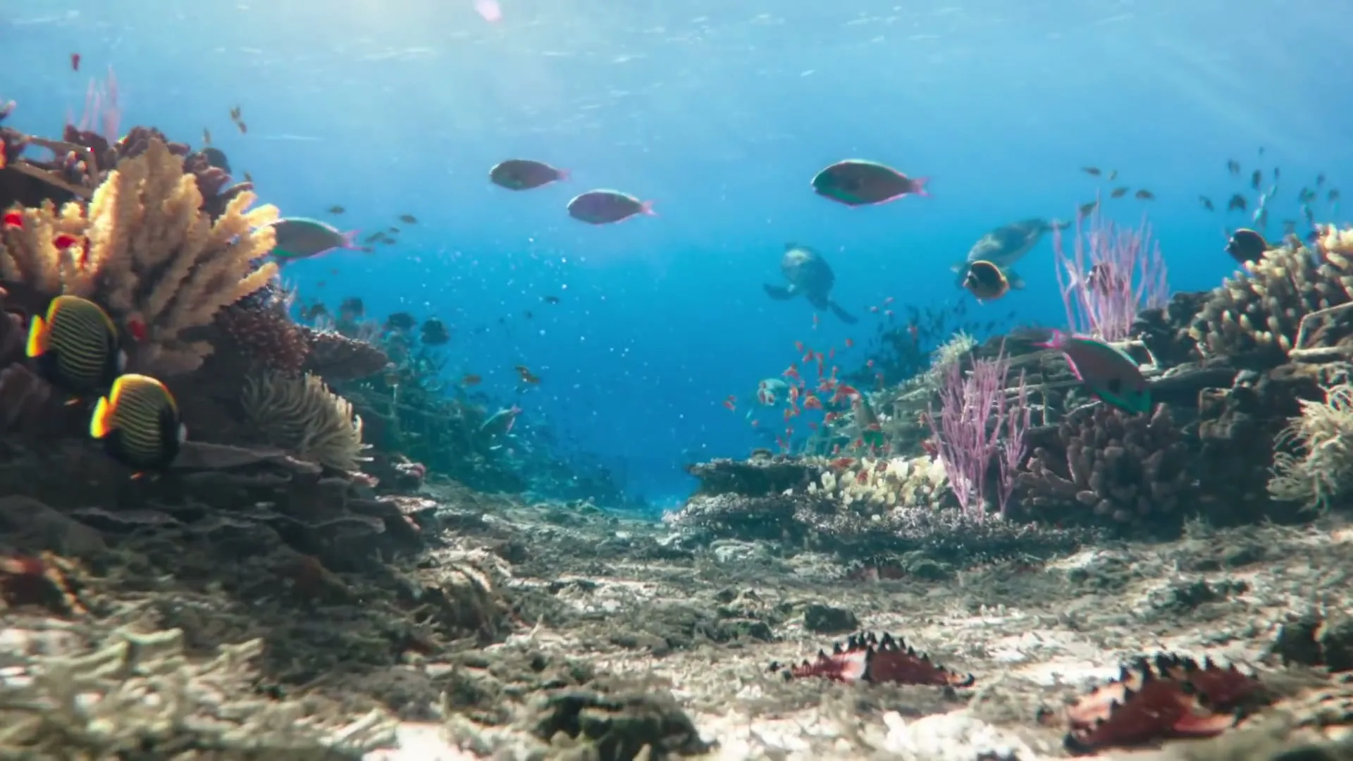 A vibrant underwater scene shows diverse fish swimming around colorful coral reefs, with sunlight filtering through the clear blue water.