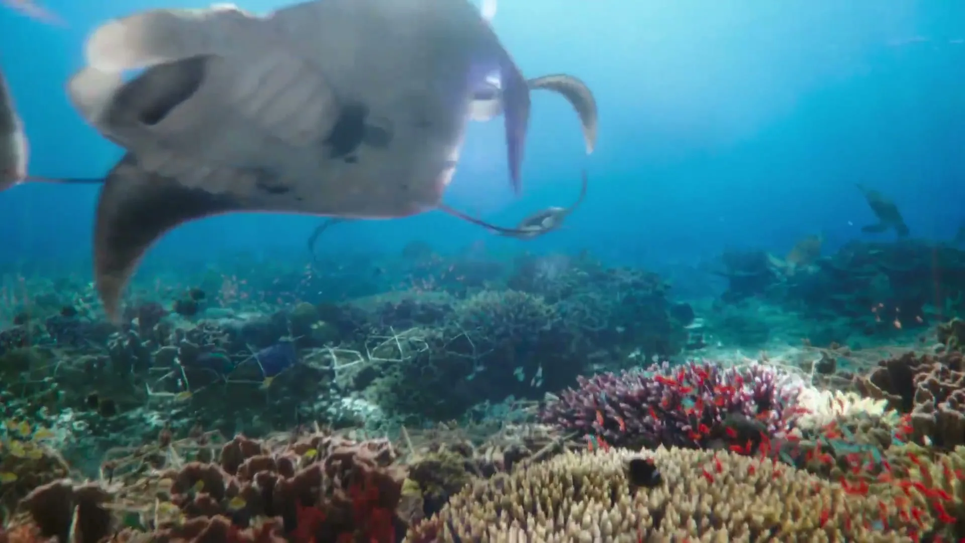 A group of manta rays swim gracefully over a vibrant coral reef, with one ray prominently featured in the foreground.
