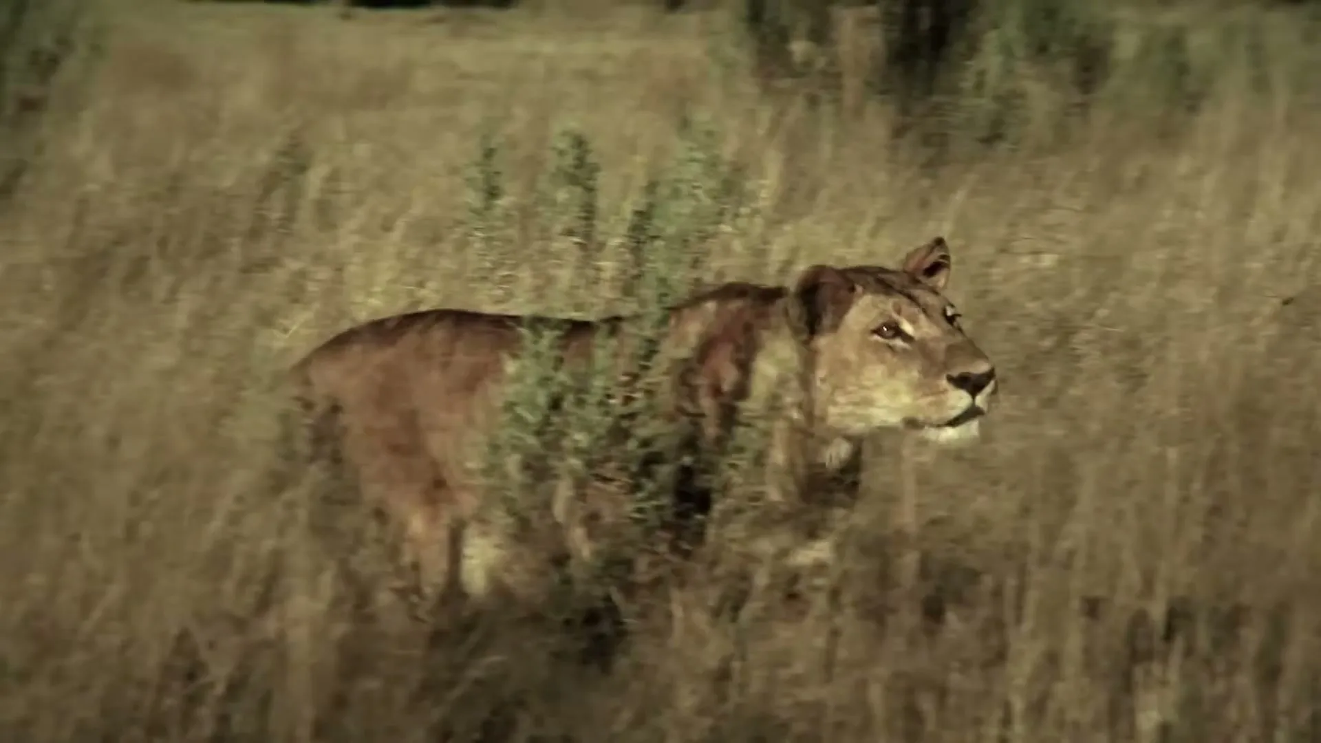 A lioness with light brown fur and a dark mane walks through tall, dry grass in a savanna during the day.