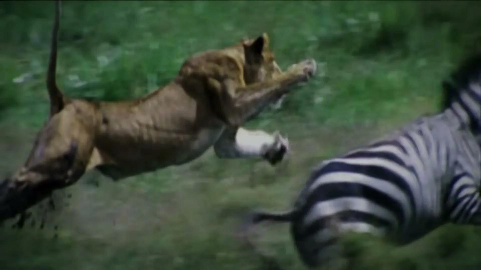 A lioness leaps through tall green grass, chasing a zebra, in a dynamic shot capturing the intensity of the hunt.