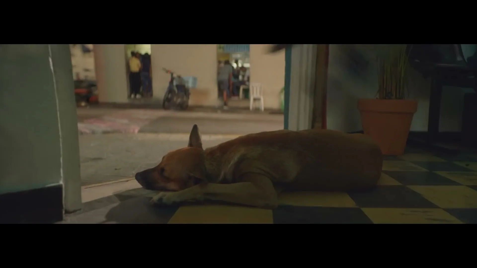 A brown dog lies on a checkered floor, looking out an open doorway at people and a motorcycle on a street at night.