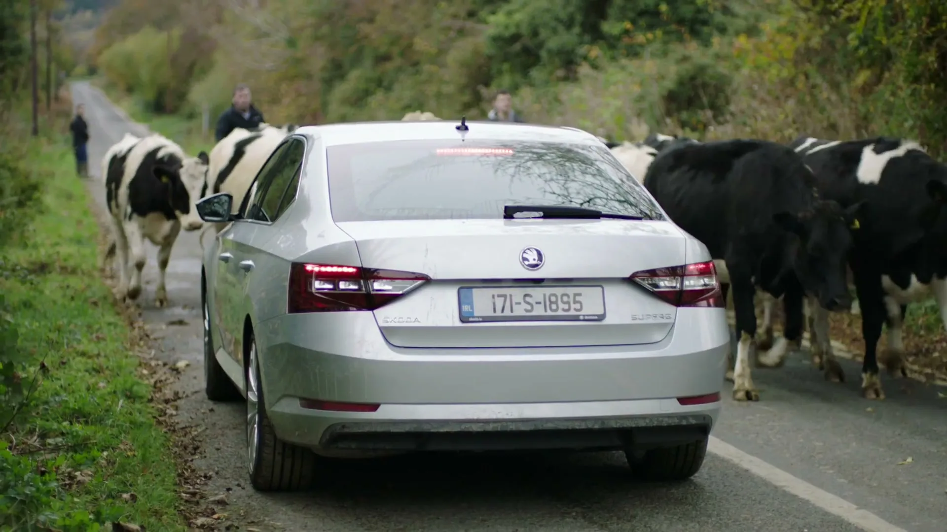 A silver Skoda Superb car is parked on a narrow country road as a herd of black and white cows walk past it, with people in the background.
