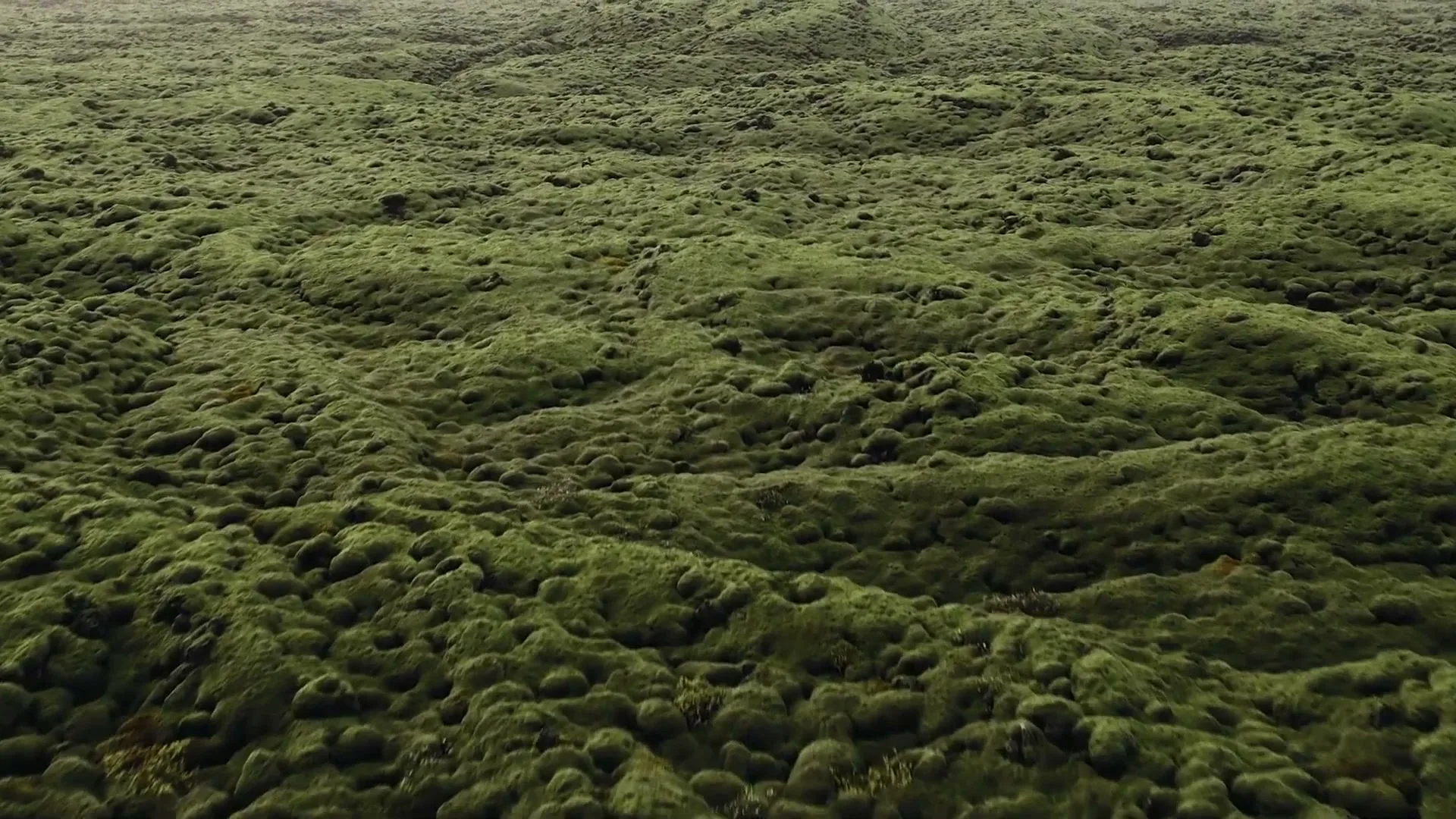 An aerial shot captures a vast, undulating landscape covered in vibrant green moss, stretching towards a hazy horizon under natural light.
