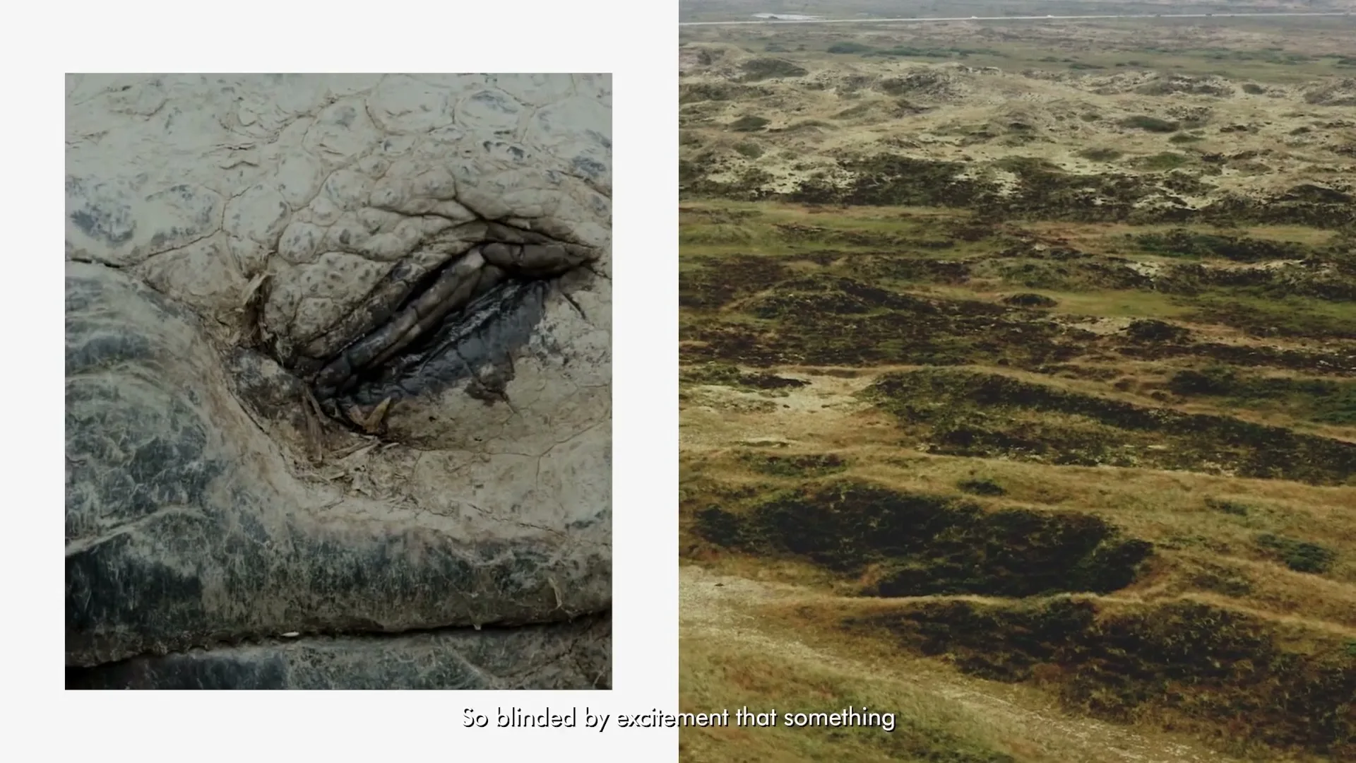 A split screen shows a close-up of a tortoise's eye blinking on the left, and an aerial view of a vast, undulating grassy landscape on the right.