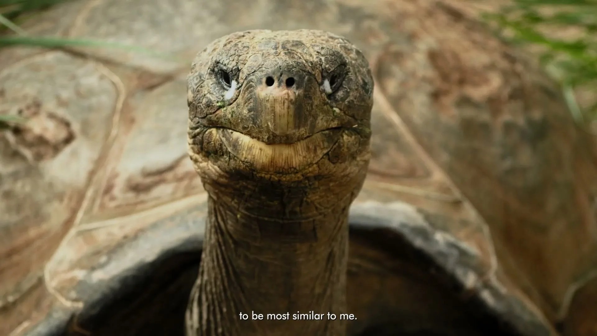 A giant tortoise with a wrinkled face and a long neck looks directly at the camera in a close-up shot, with its shell visible in the background.
