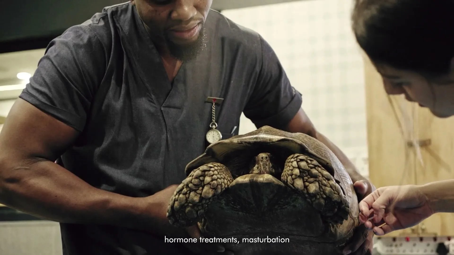 A male veterinarian in scrubs holds a large tortoise while a female assistant examines its shell in a brightly lit clinic.
