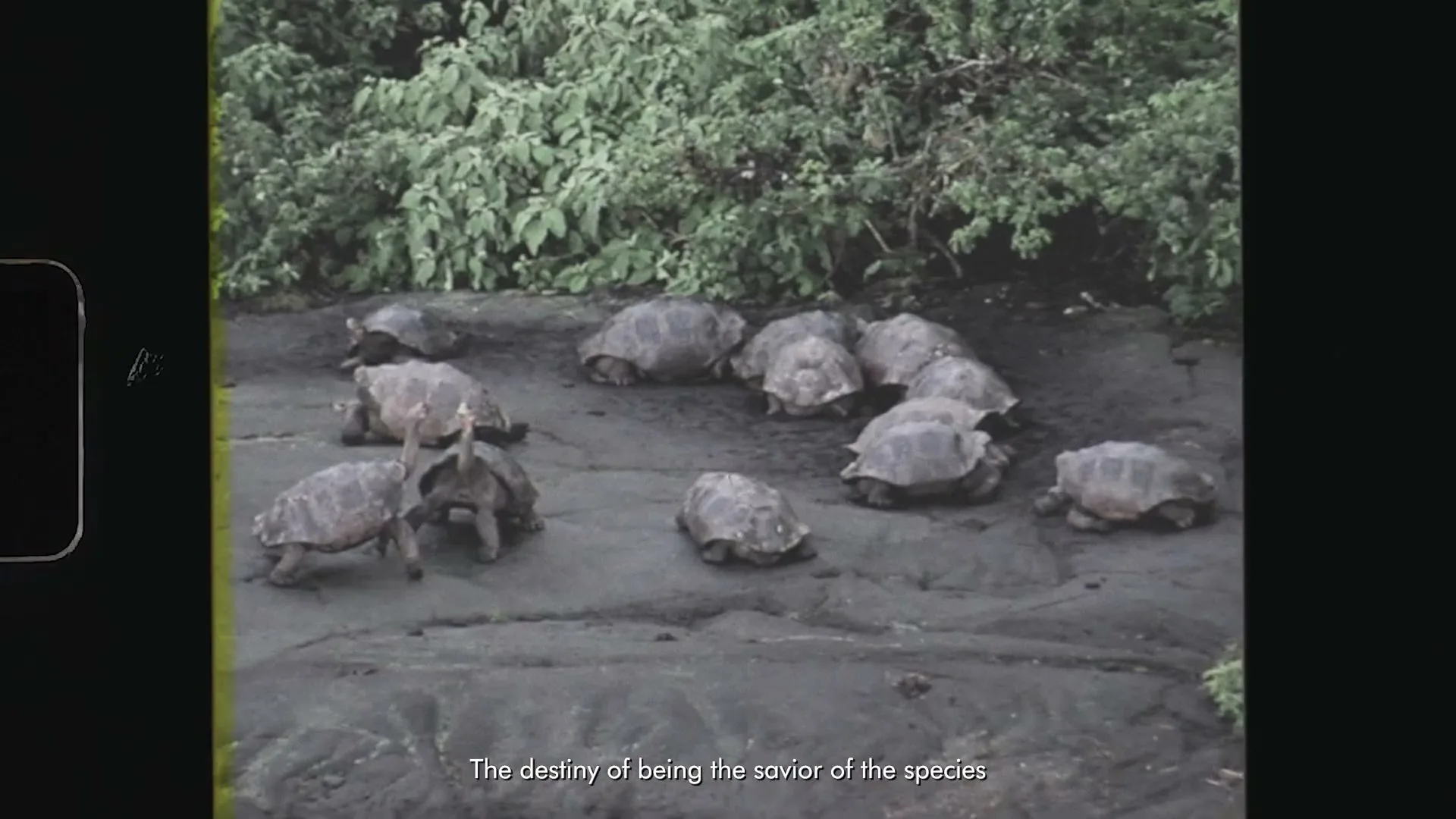 A group of large tortoises are gathered on dark, rocky ground with green foliage in the background, as text appears on screen.