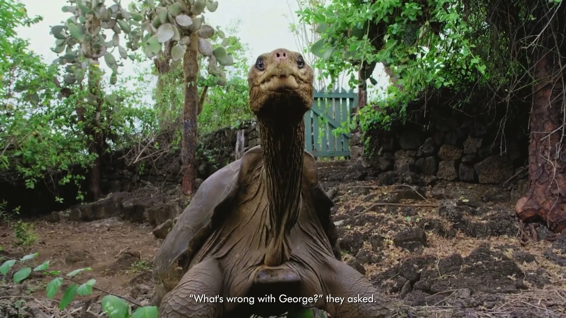 A giant tortoise with a long neck looks directly at the camera, surrounded by green foliage and rocks in a natural outdoor setting.