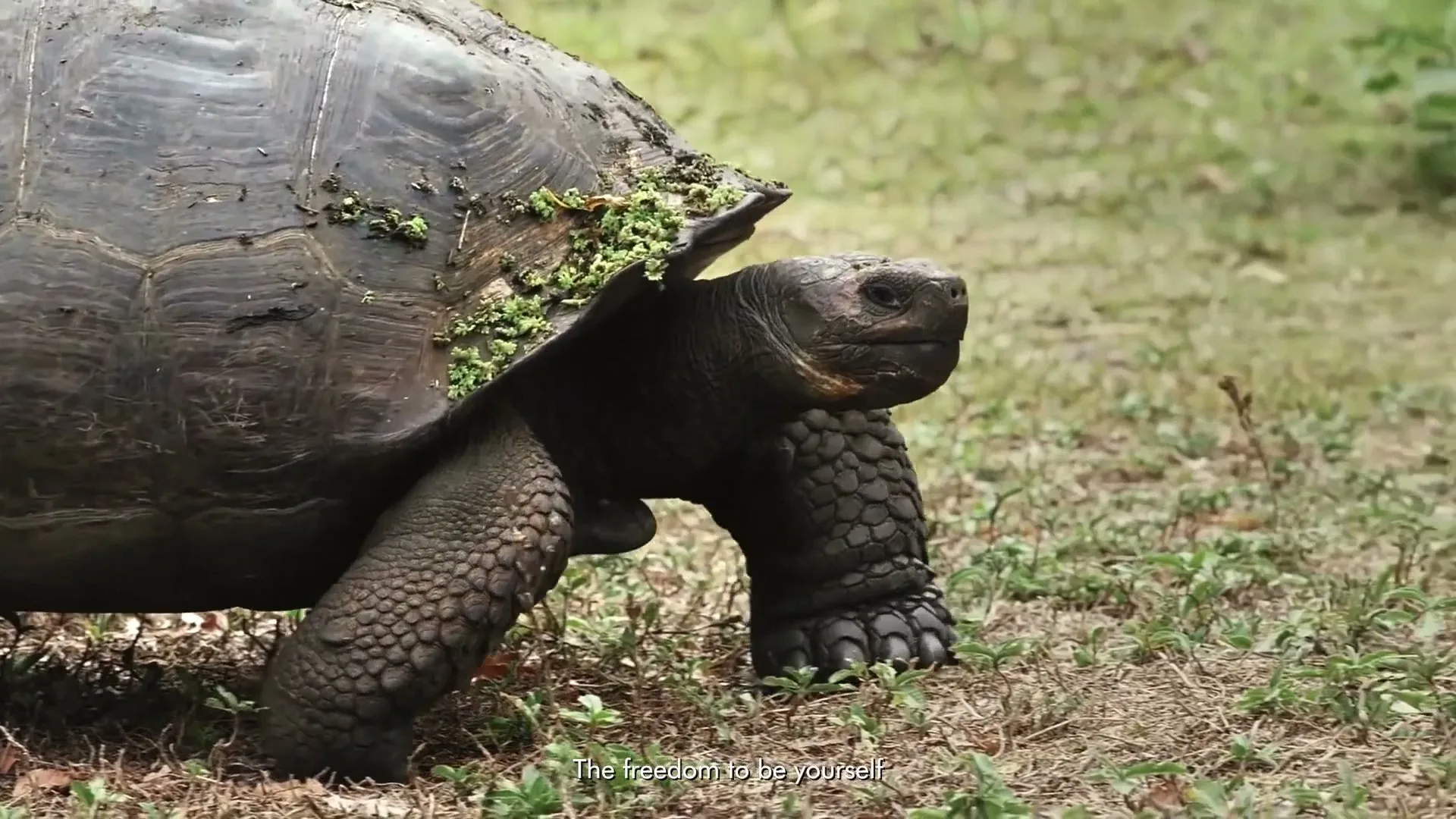 A large, ancient Galapagos tortoise with a mossy shell slowly walks across a grassy field, its head and legs visible as it moves.