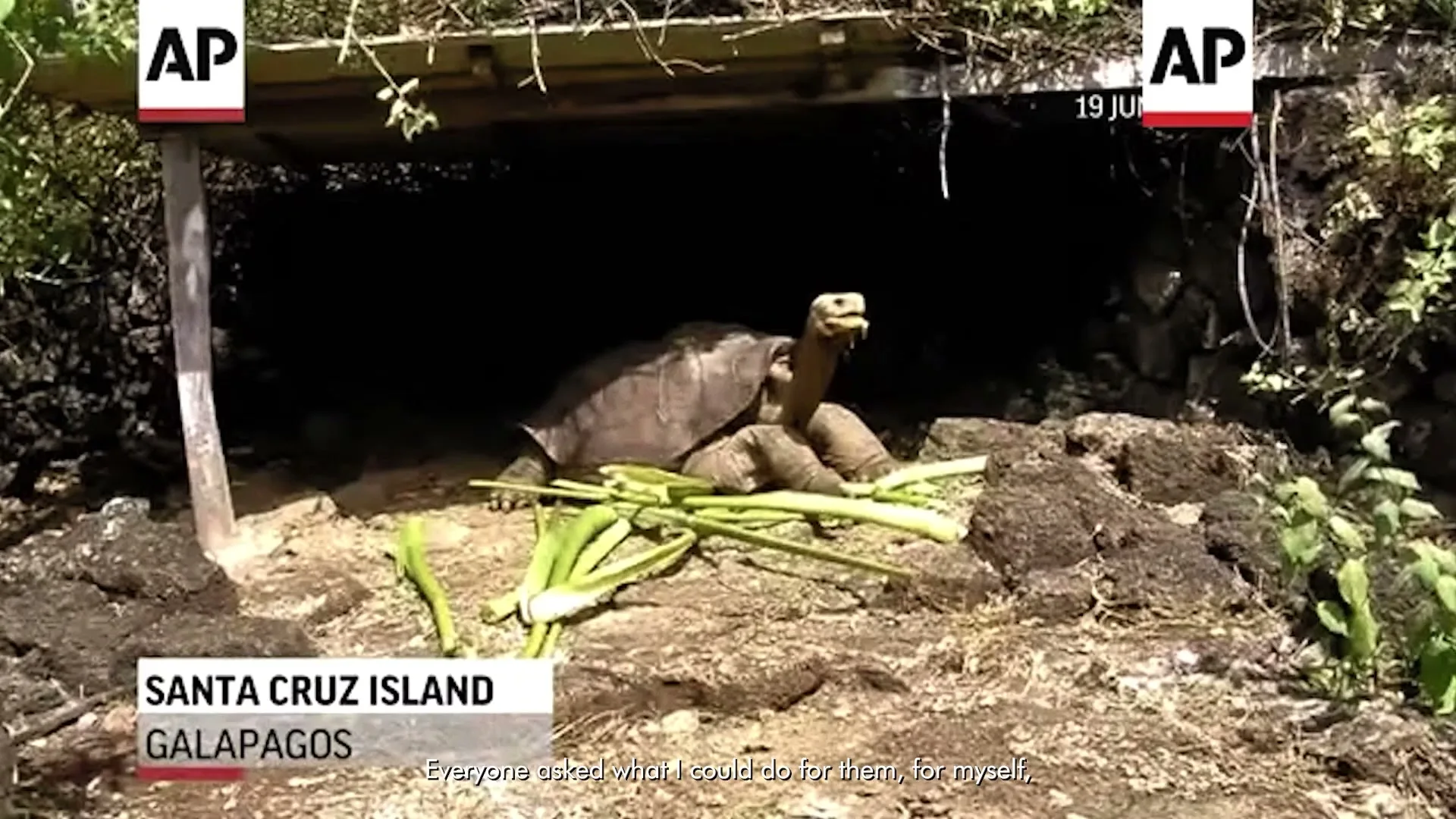 A large tortoise with a long neck eats green stalks of food in front of a dark cave entrance on Santa Cruz Island, Galapagos.