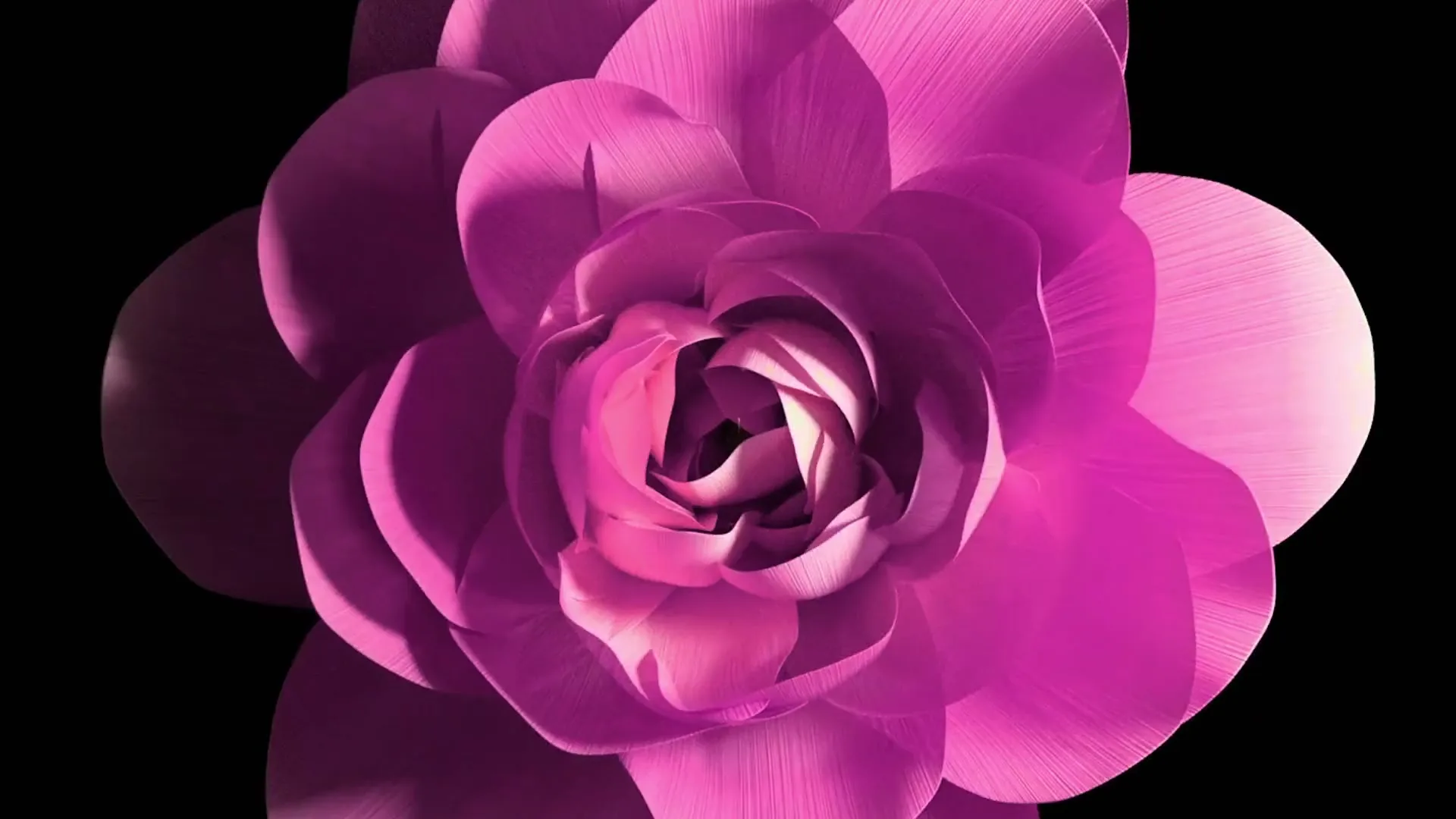 A vibrant pink flower with many petals slowly blooms and expands against a stark black background, revealing its intricate center.