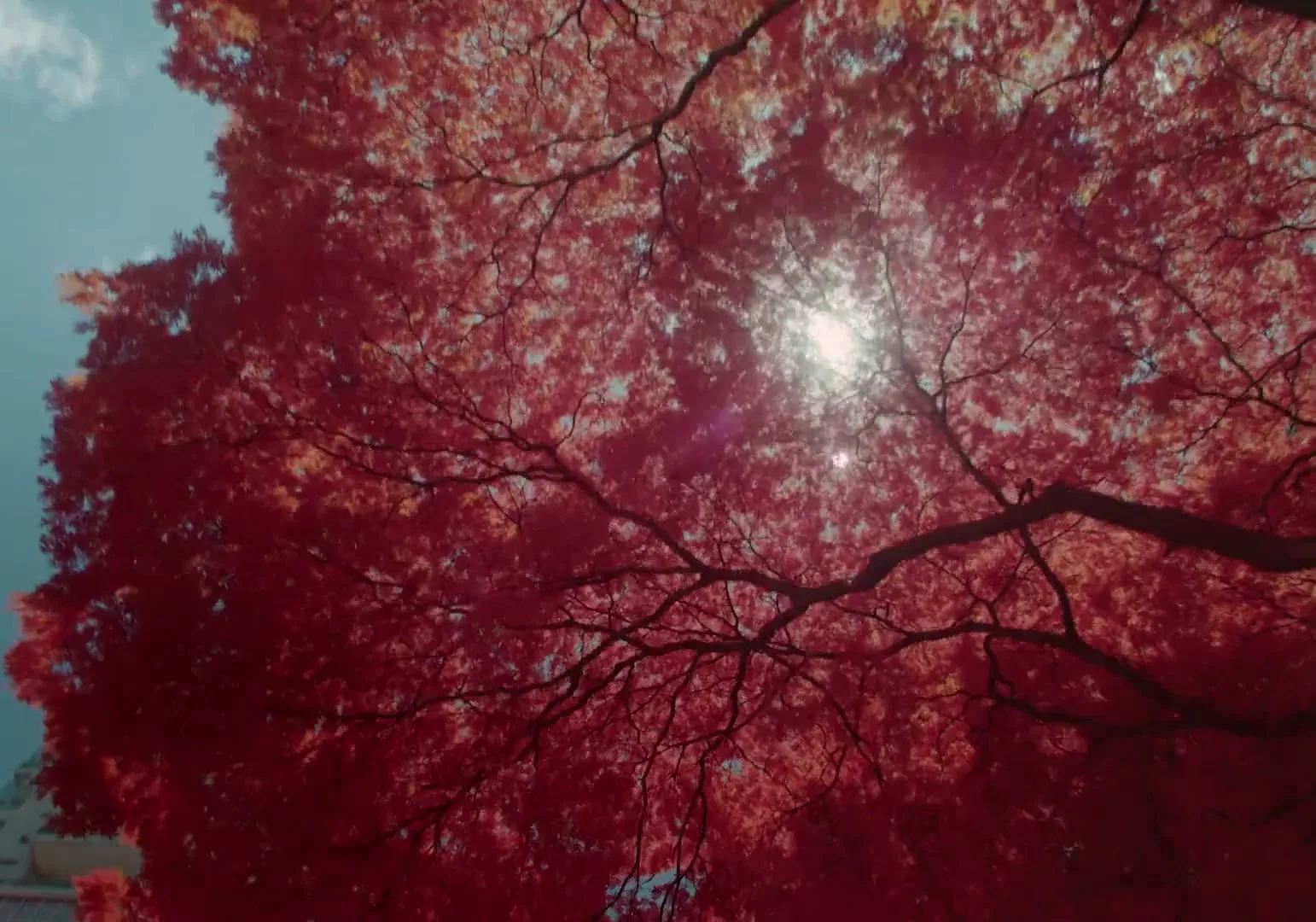 The sun shines through the vibrant red leaves of a tree, with a building partially visible on the left side of the frame.