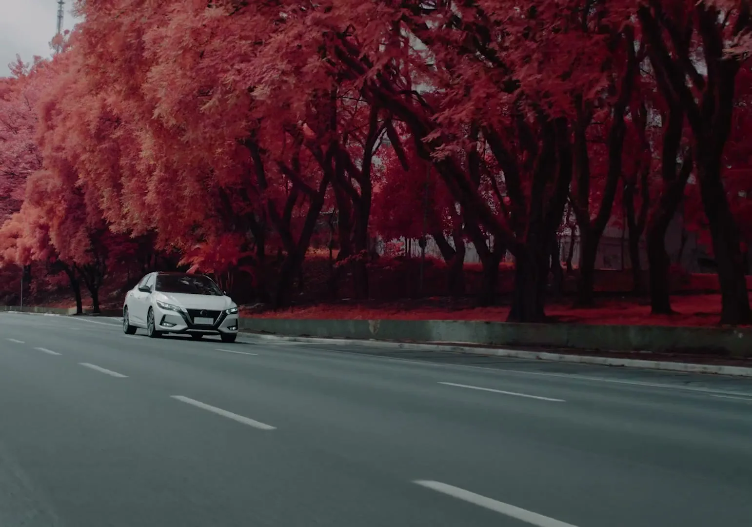 A white Nissan sedan drives on a multi-lane road lined with trees that have vibrant red foliage, under an overcast sky.