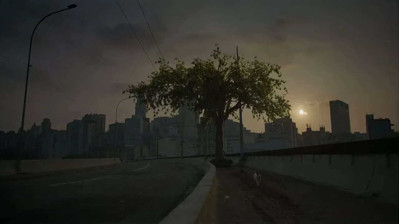 A lone tree with green leaves stands on a concrete overpass, with a city skyline and setting sun in the background.