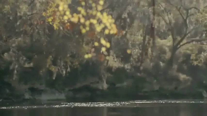 A close-up shot of a tree branch with yellow leaves hanging over a calm river, with lush green trees and moss on the riverbank in the background.
