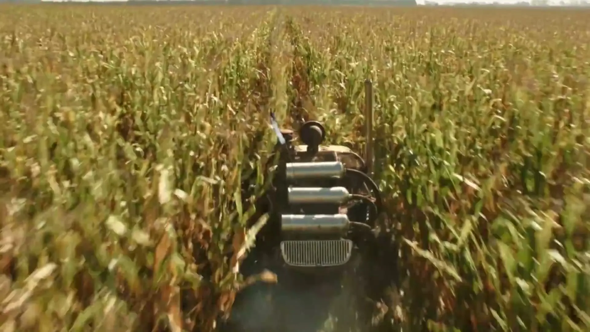 A small, remote-controlled vehicle with a camera drives through a tall cornfield on a sunny day, leaving a trail of dust.